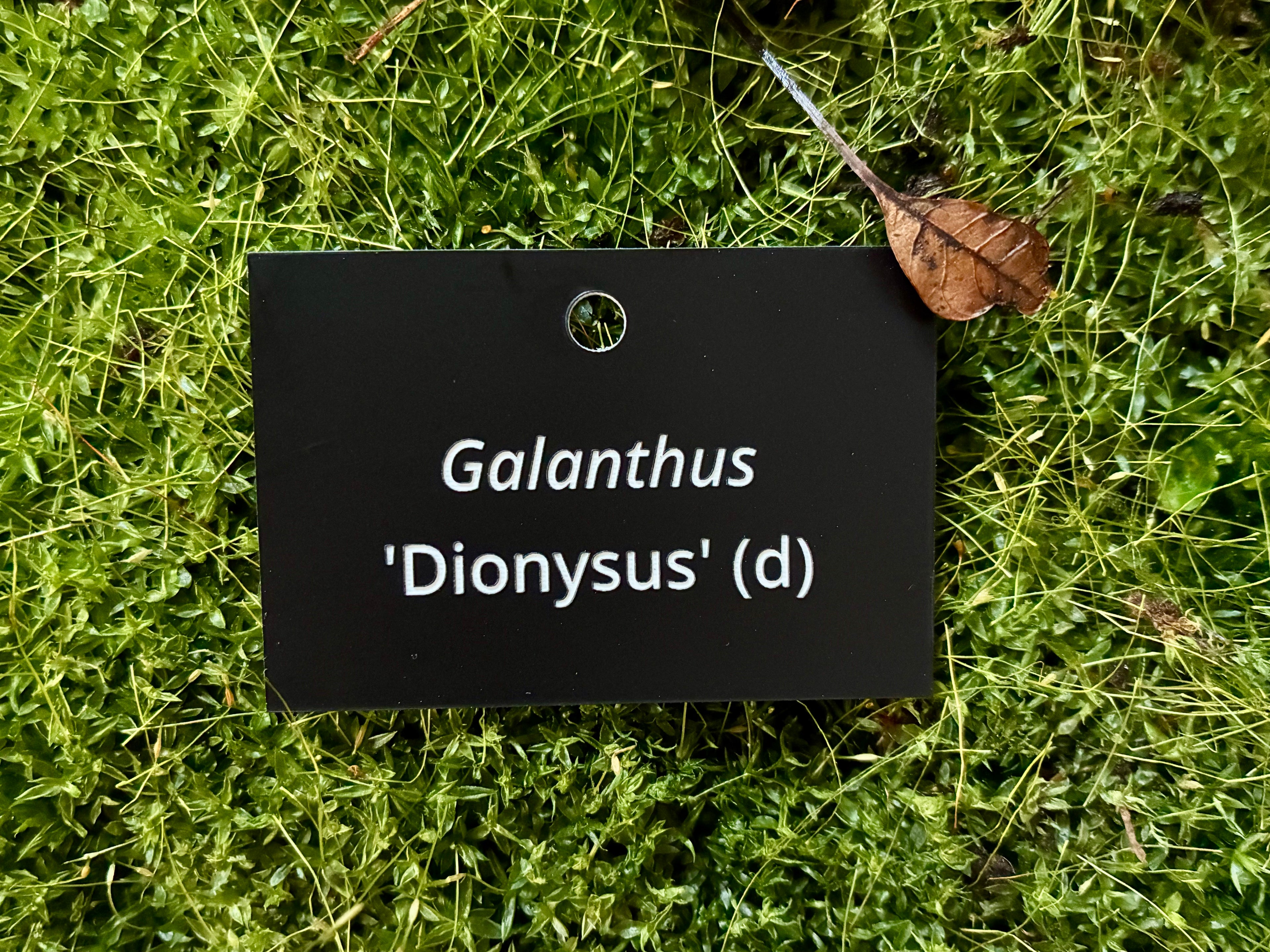 Galanthus 'Dionysus' (d) - Plant label