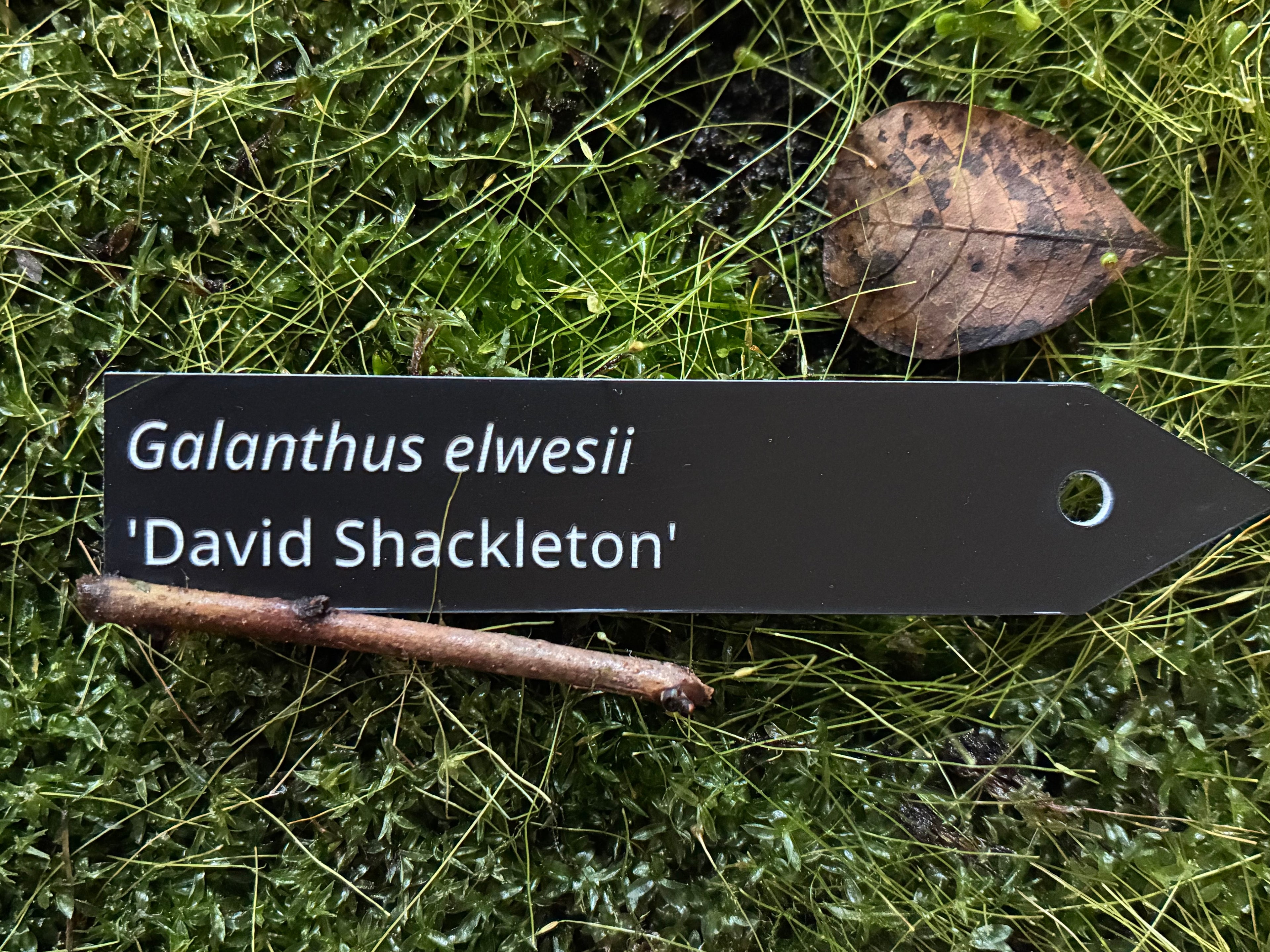 Galanthus elwesii 'David Shackleton' - Plant label