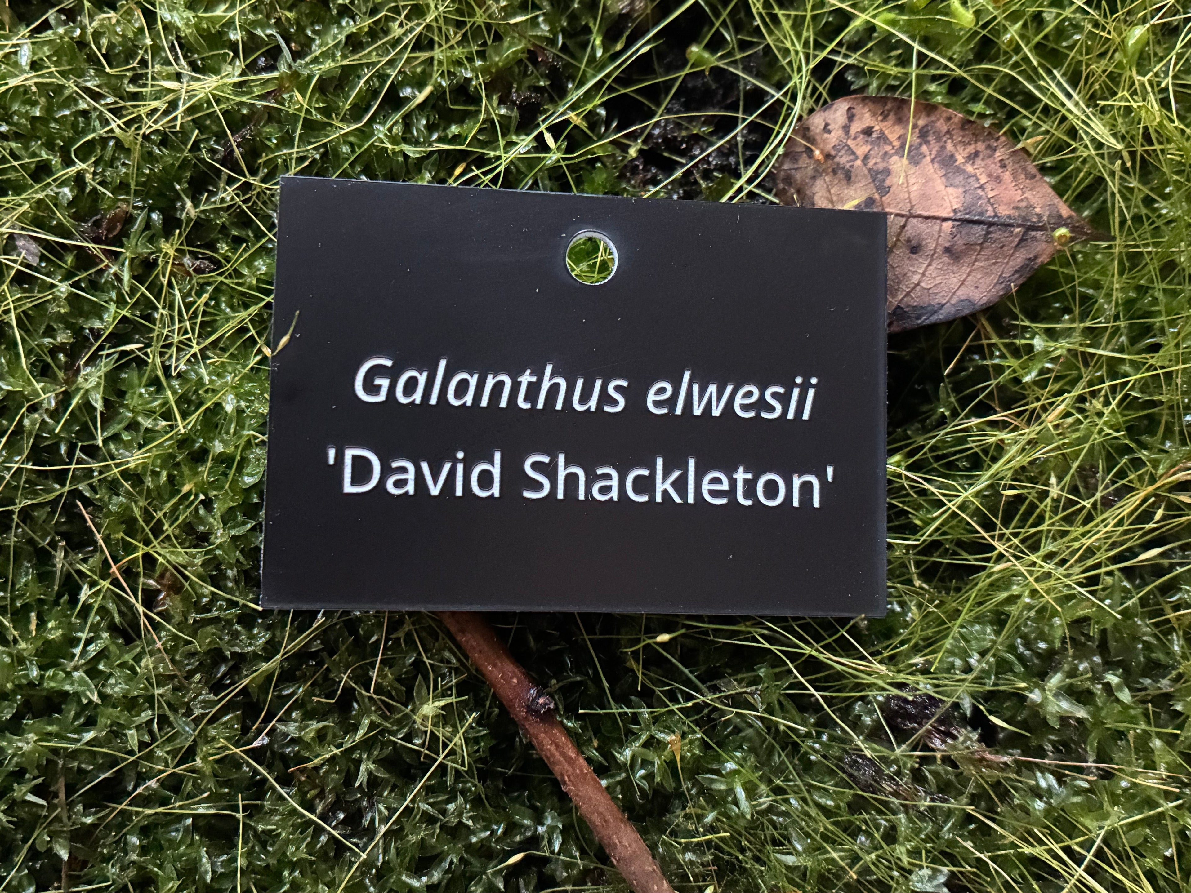Galanthus elwesii 'David Shackleton' - Plant label