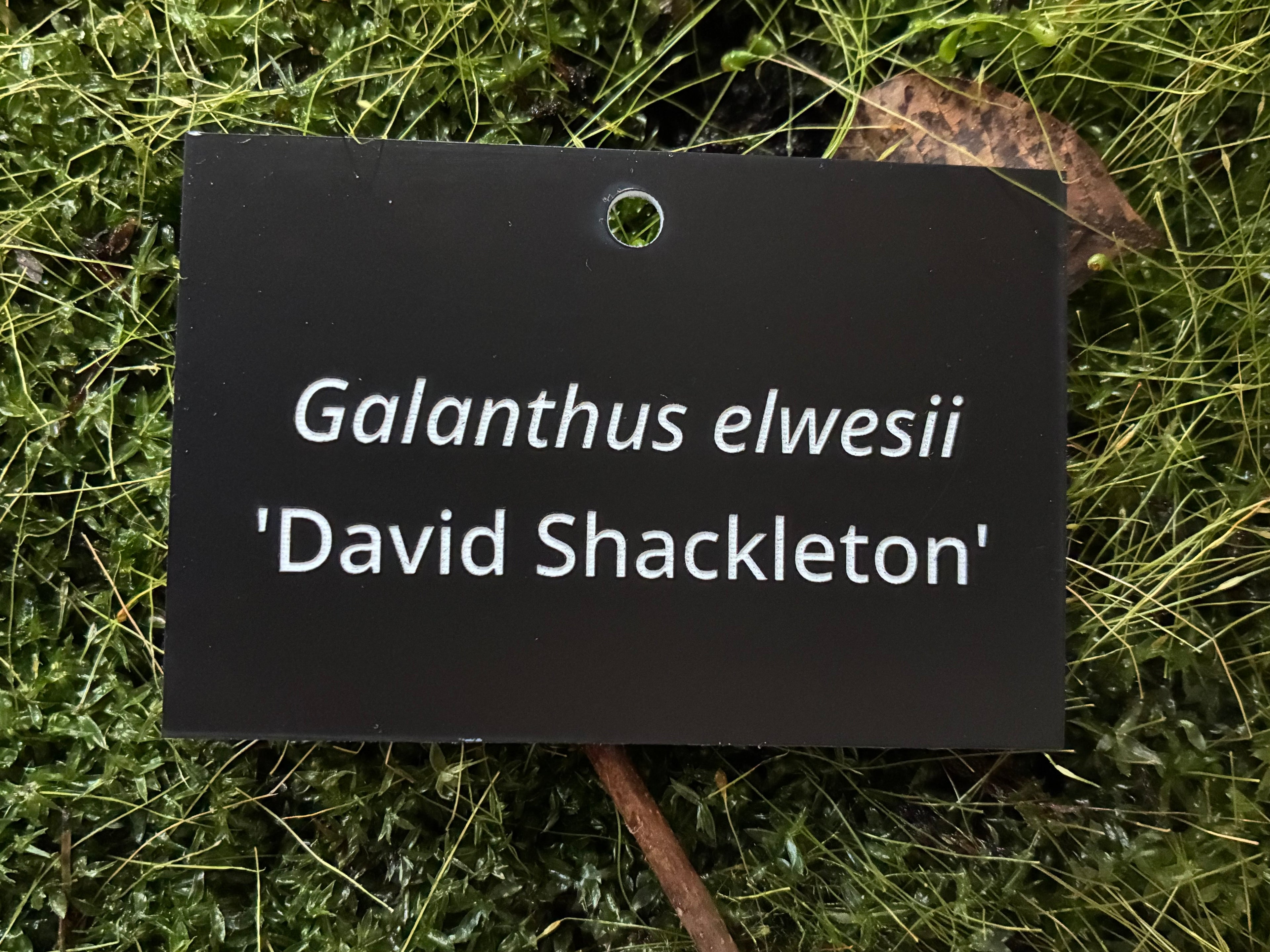 Galanthus elwesii 'David Shackleton' - Plant label