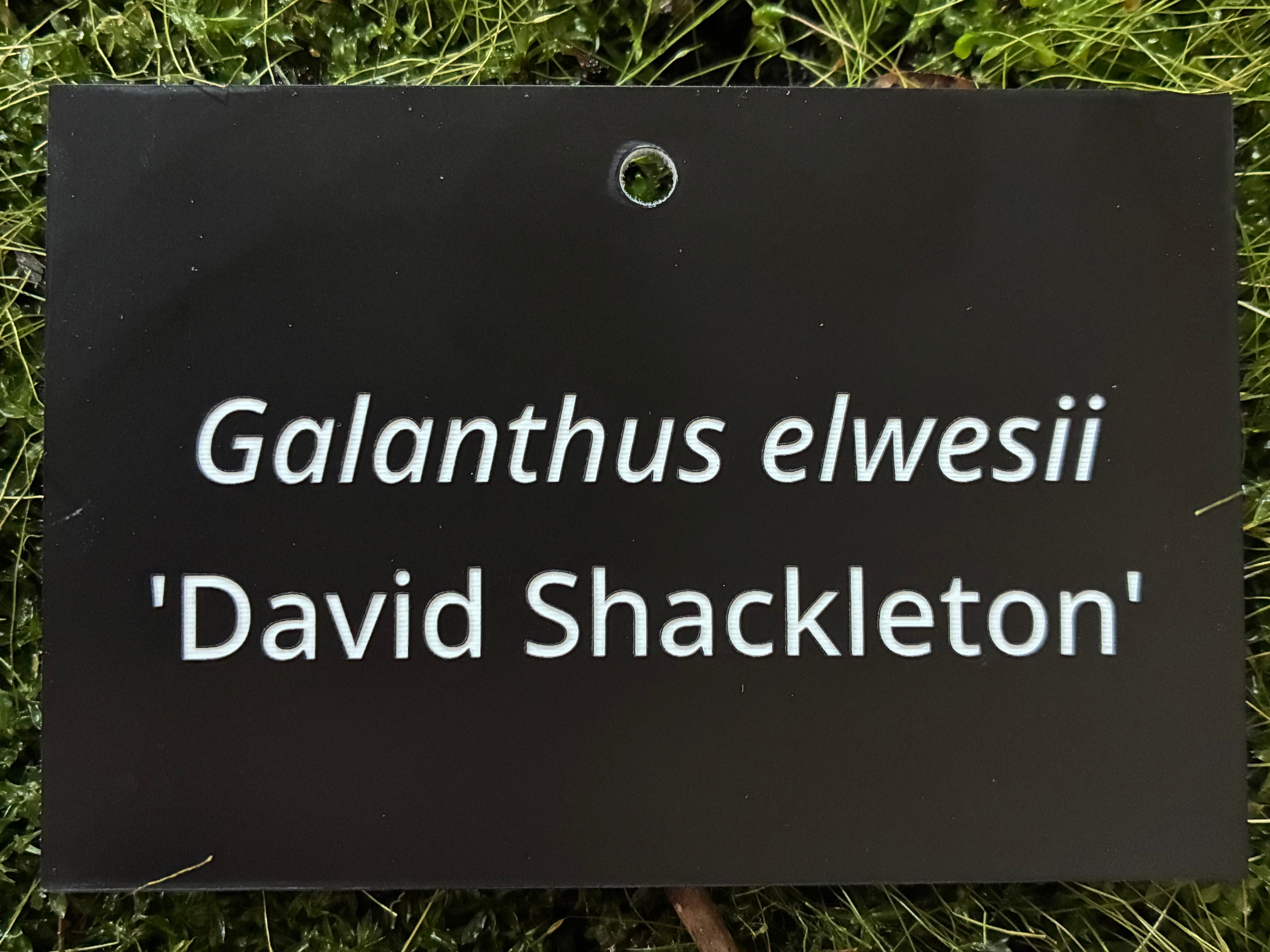 Galanthus elwesii 'David Shackleton' - Plant label