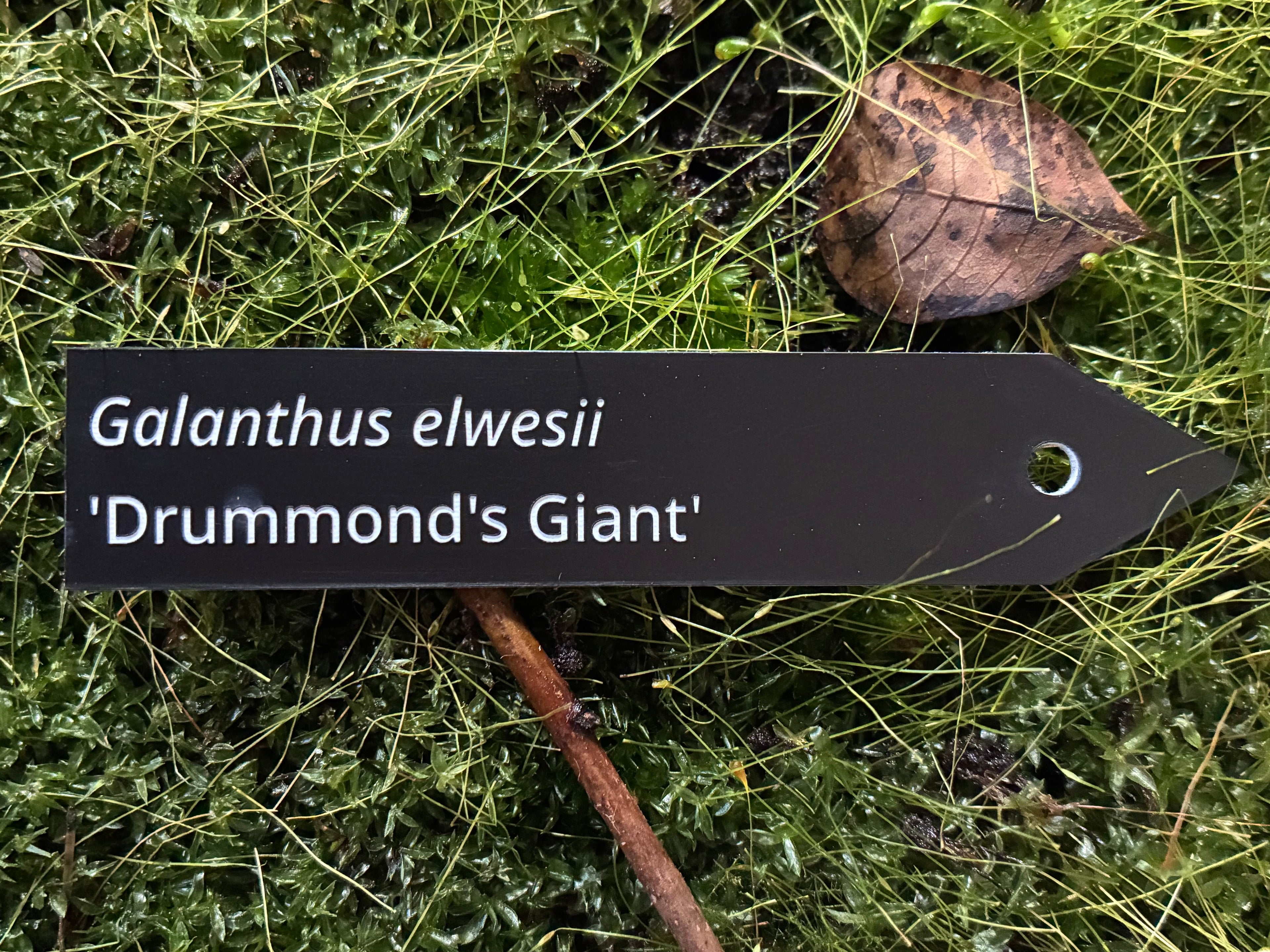 Galanthus elwesii 'Drummond's Giant' - Plant label