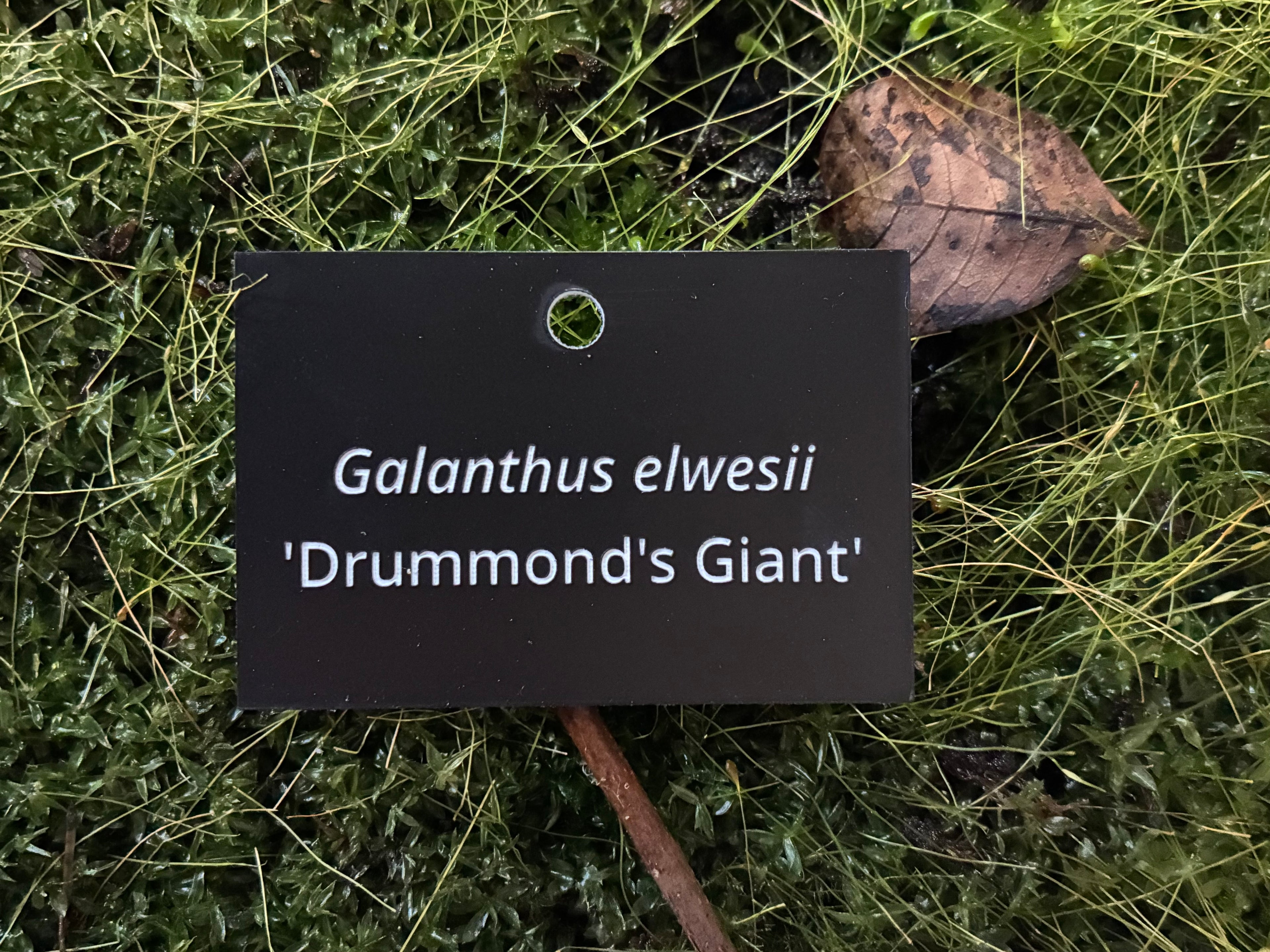 Galanthus elwesii 'Drummond's Giant' - Plant label