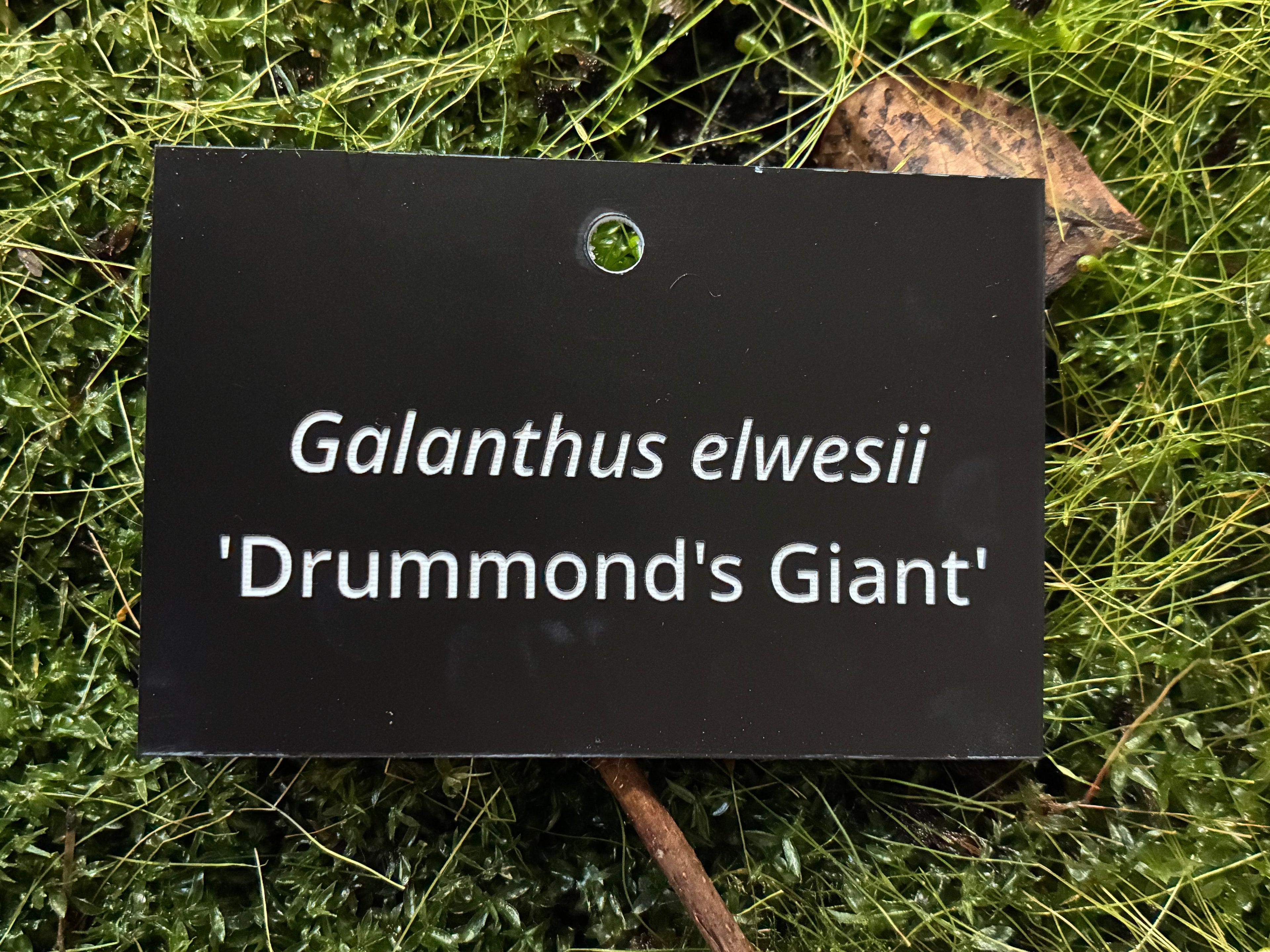Galanthus elwesii 'Drummond's Giant' - Plant label