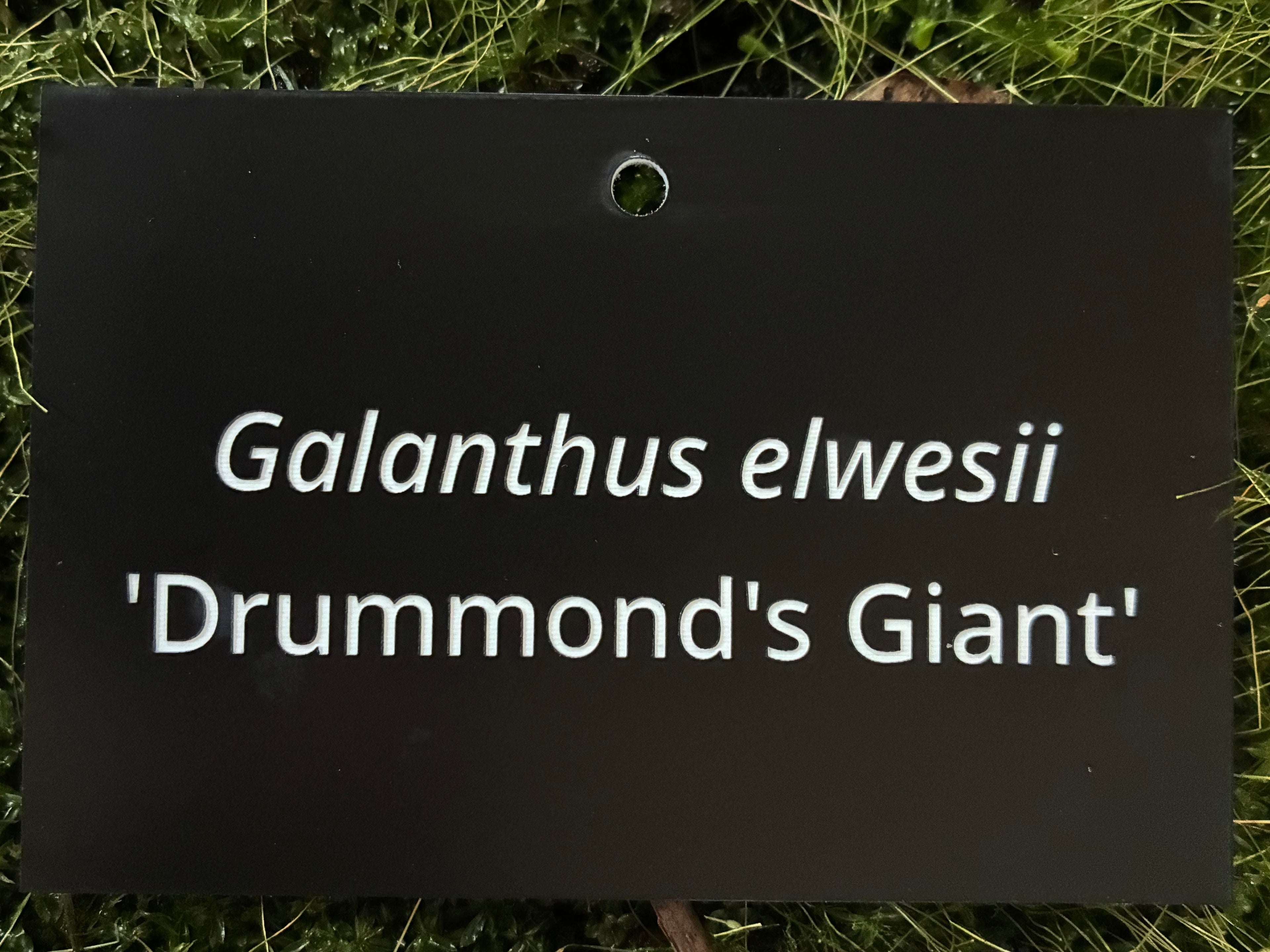 Galanthus elwesii 'Drummond's Giant' - Plant label