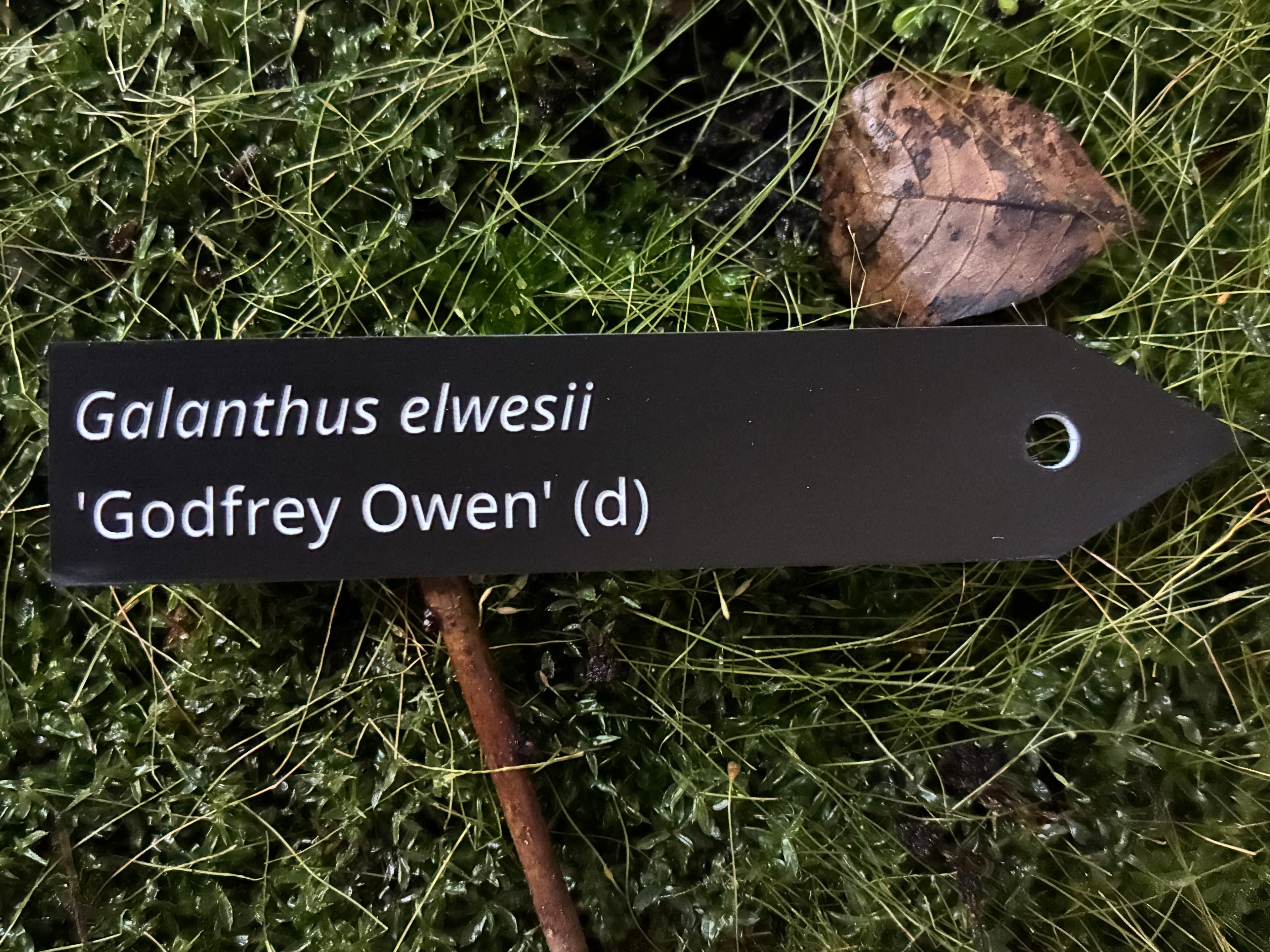 Galanthus elwesii 'Godfrey Owen' (d) - Plant label