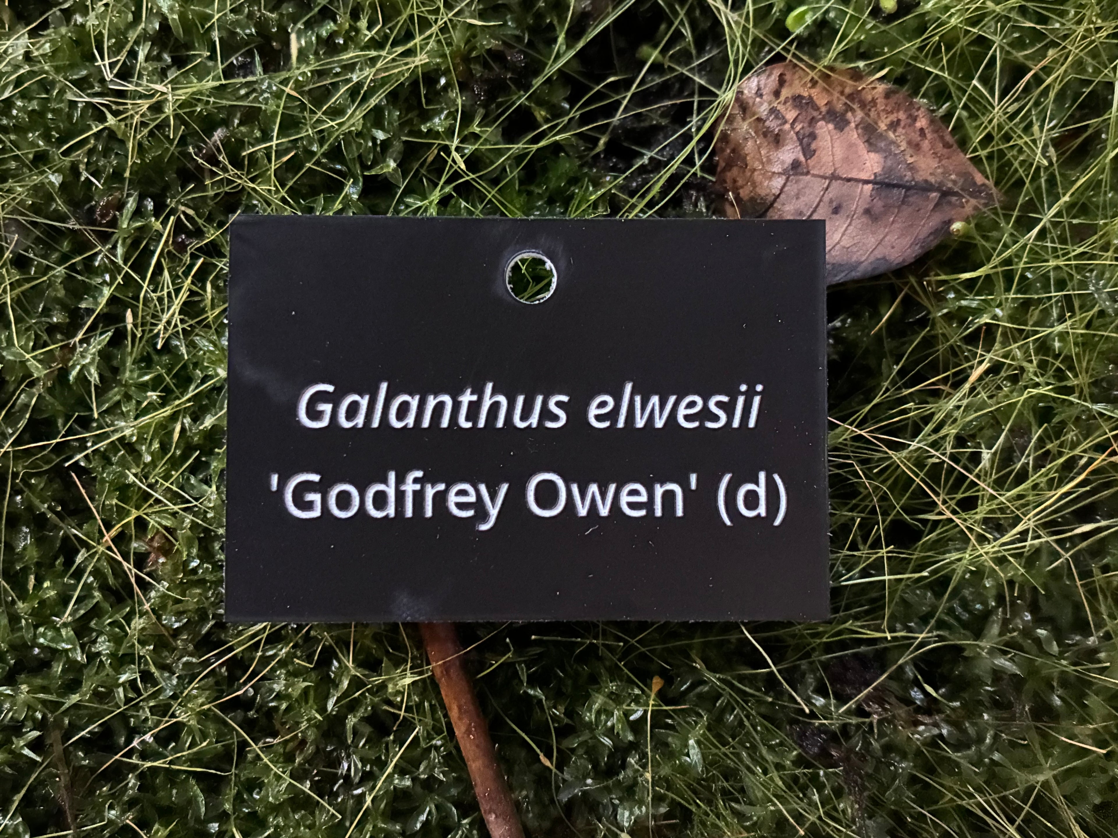 Galanthus elwesii 'Godfrey Owen' (d) - Plant label