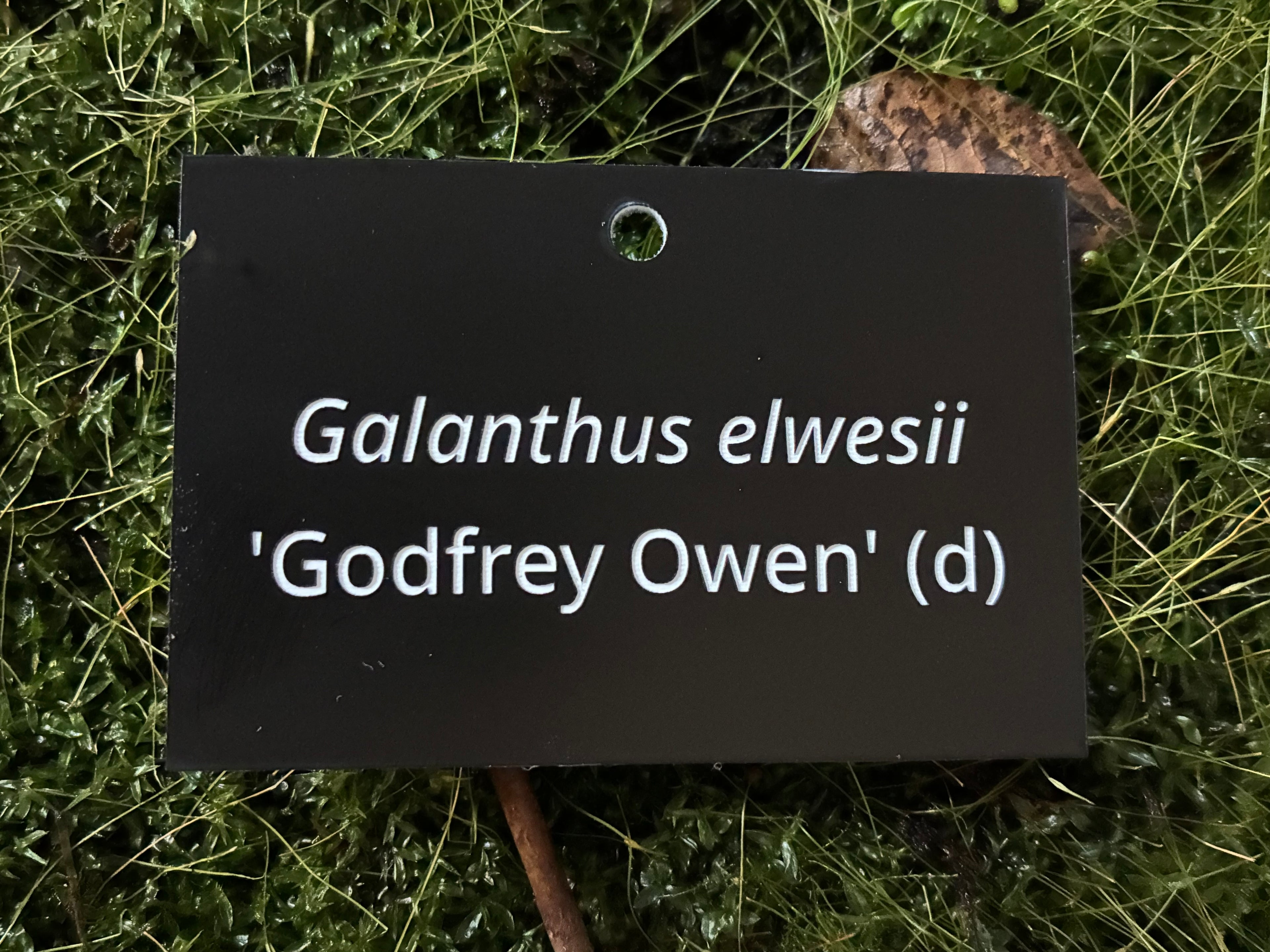 Galanthus elwesii 'Godfrey Owen' (d) - Plant label
