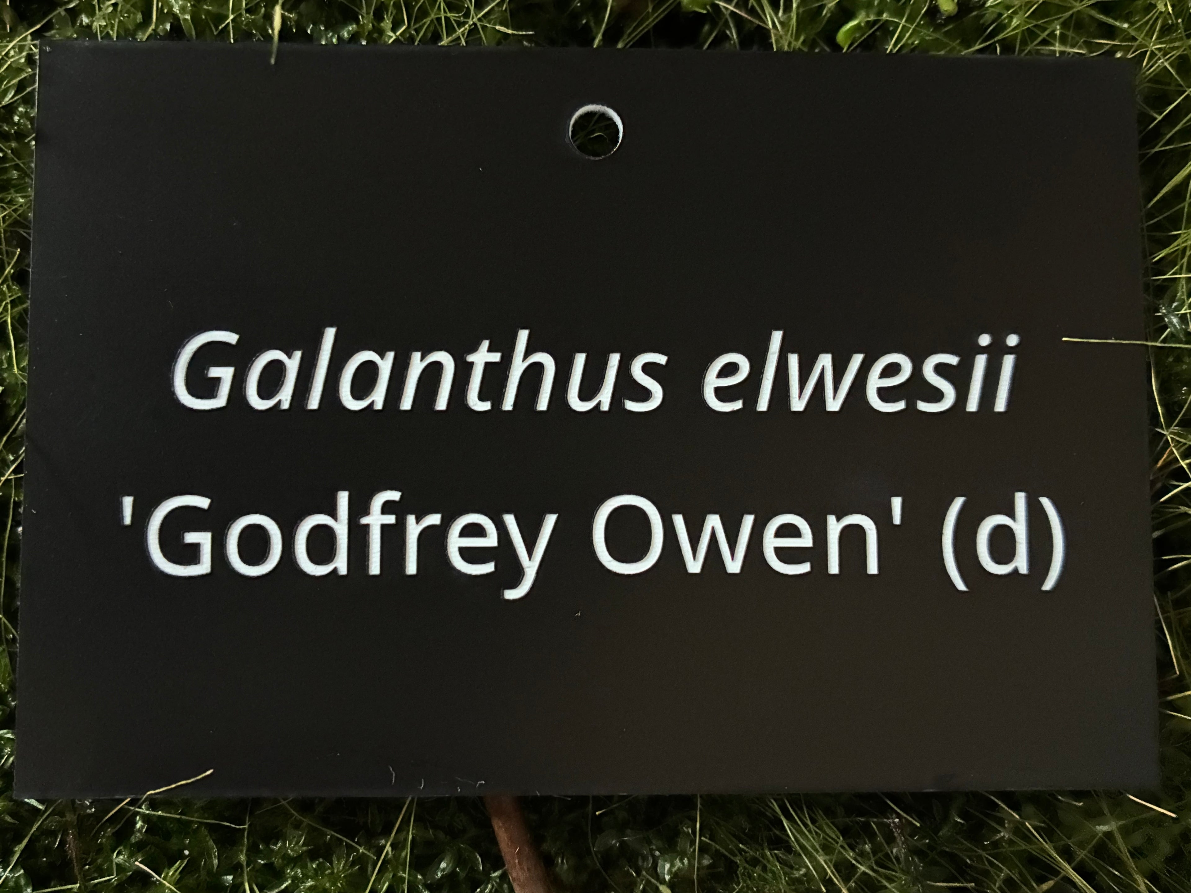 Galanthus elwesii 'Godfrey Owen' (d) - Plant label
