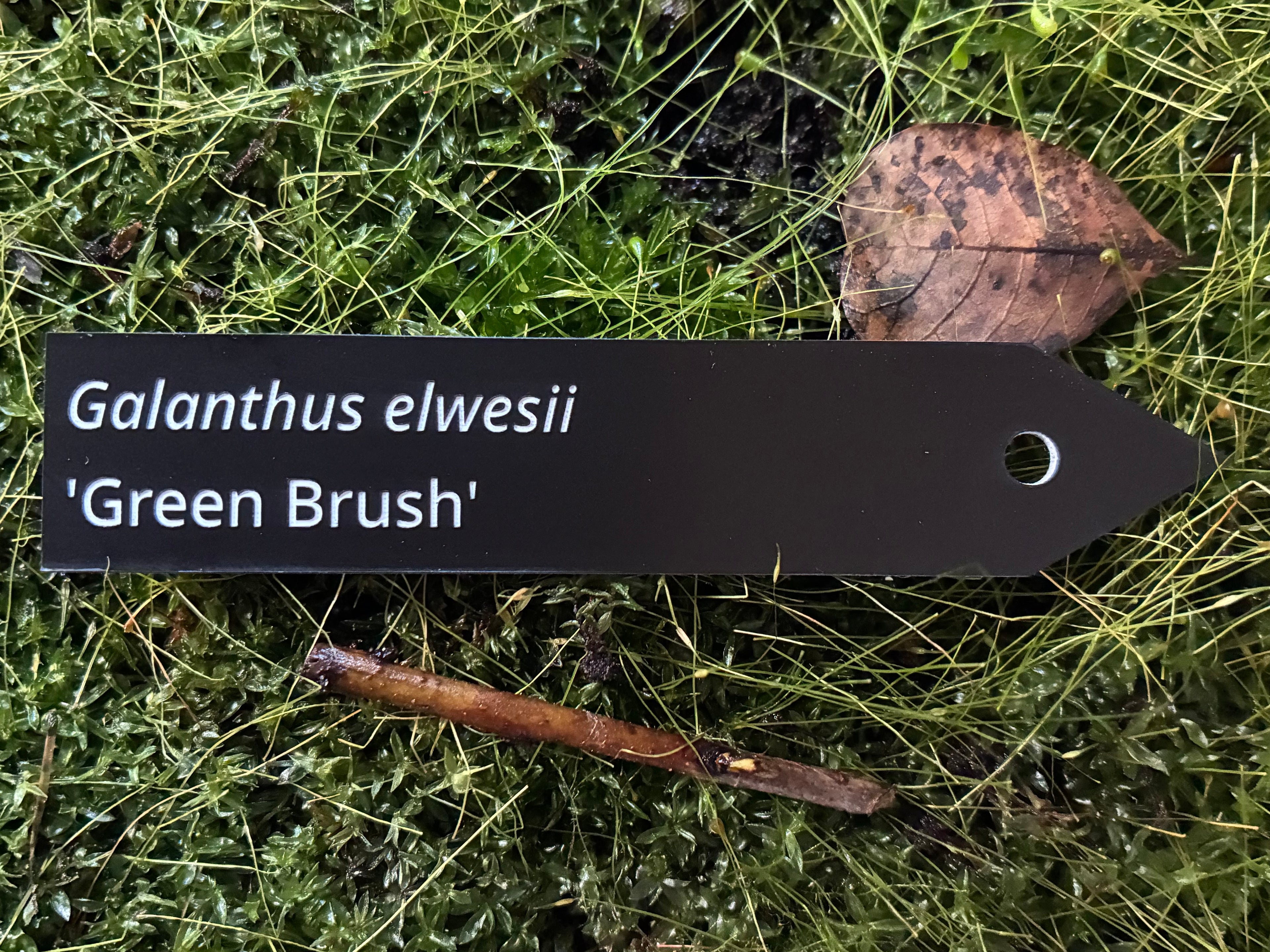 Galanthus elwesii 'Green Brush' - Plant label