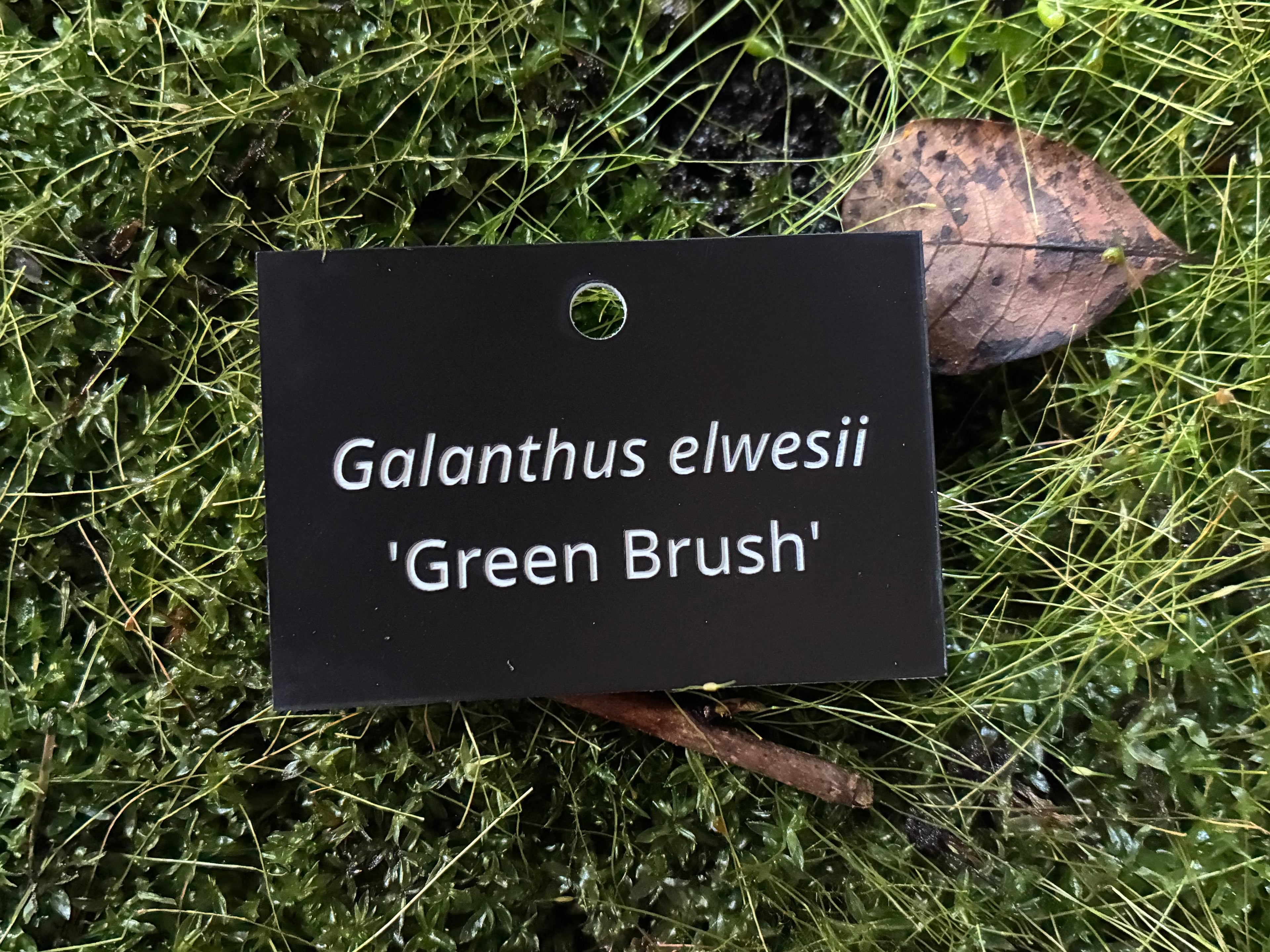 Galanthus elwesii 'Green Brush' - Plant label