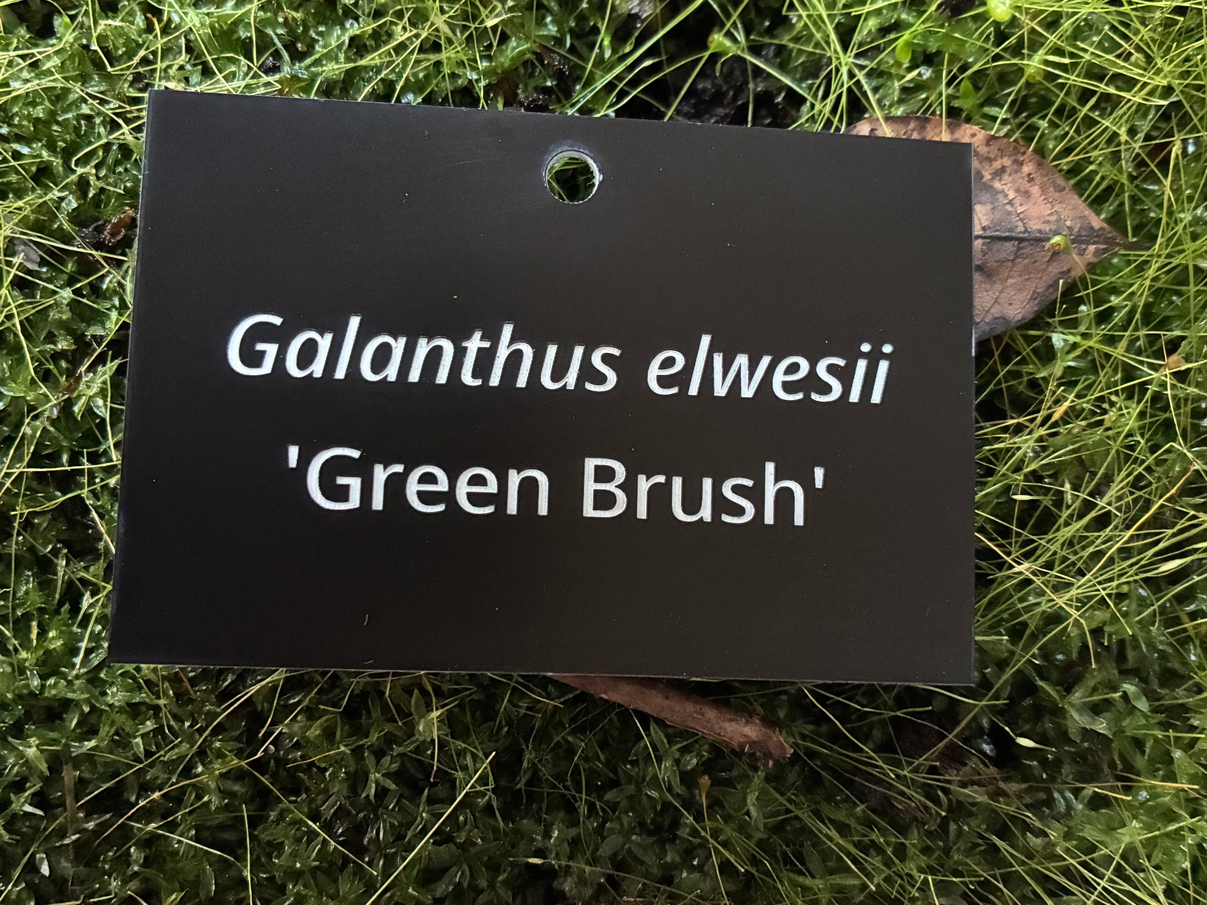 Galanthus elwesii 'Green Brush' - Plant label