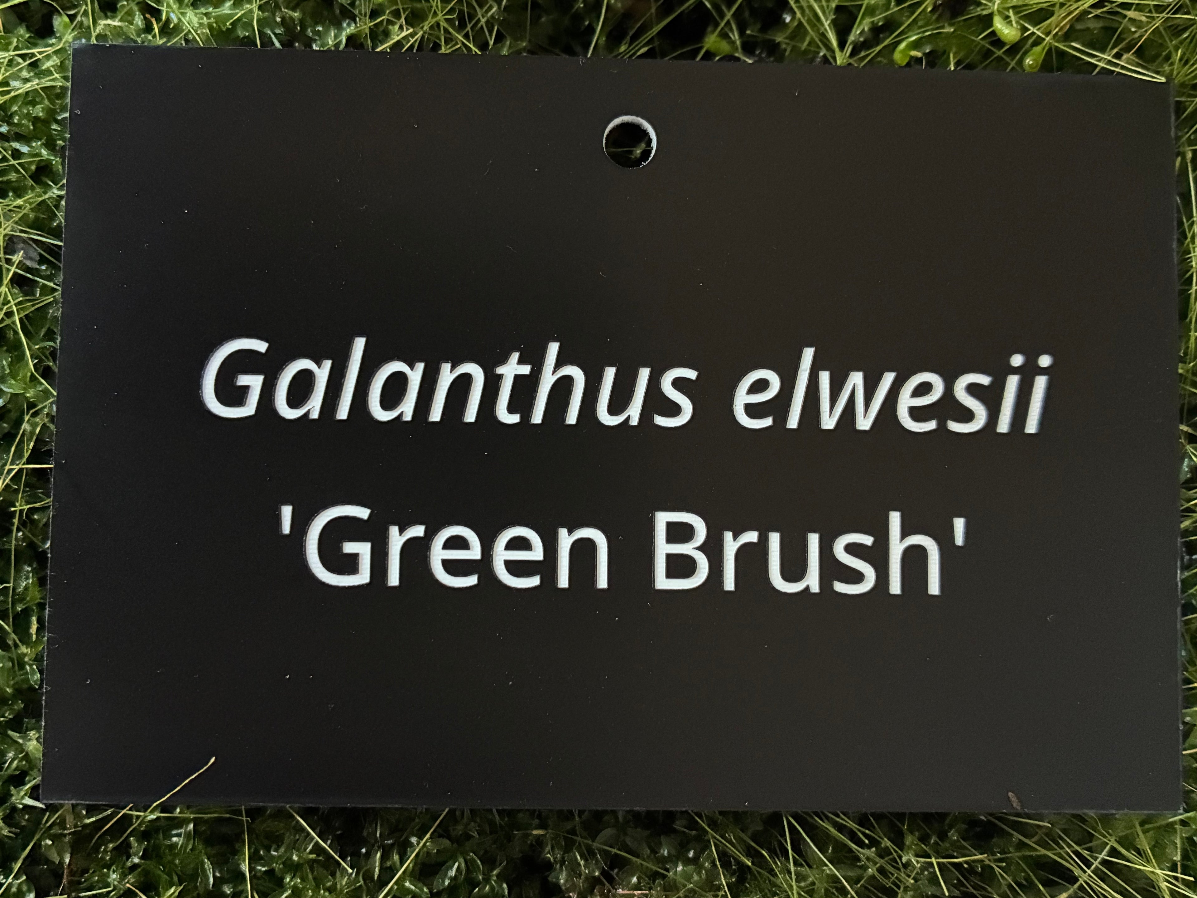 Galanthus elwesii 'Green Brush' - Plant label