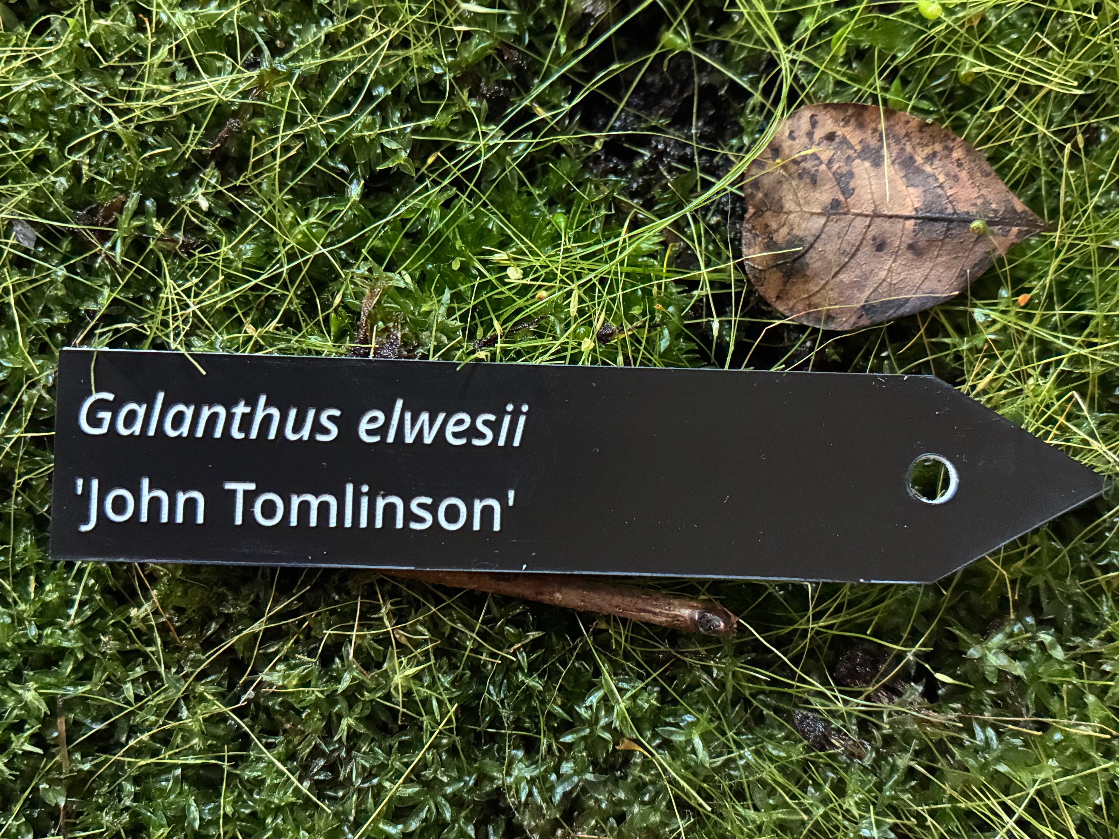 Galanthus elwesii 'John Tomlinson' - Plant label