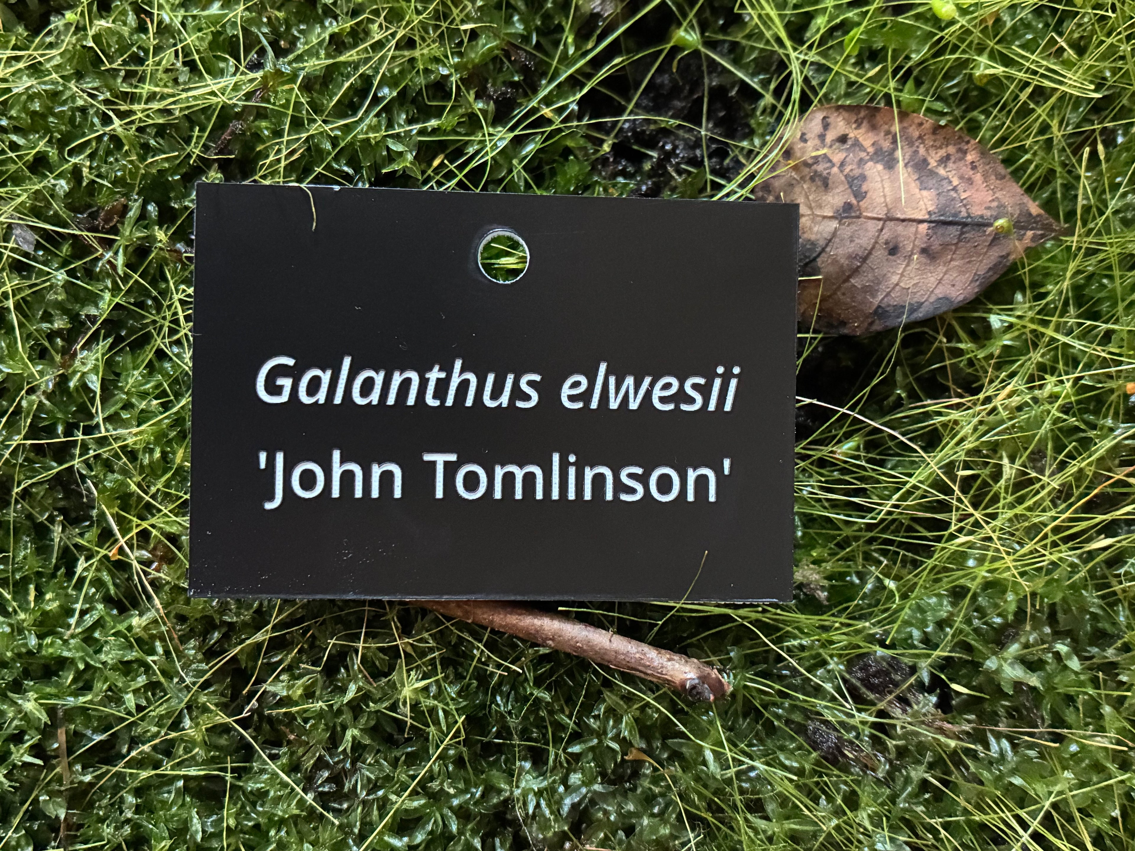 Galanthus elwesii 'John Tomlinson' - Plant label