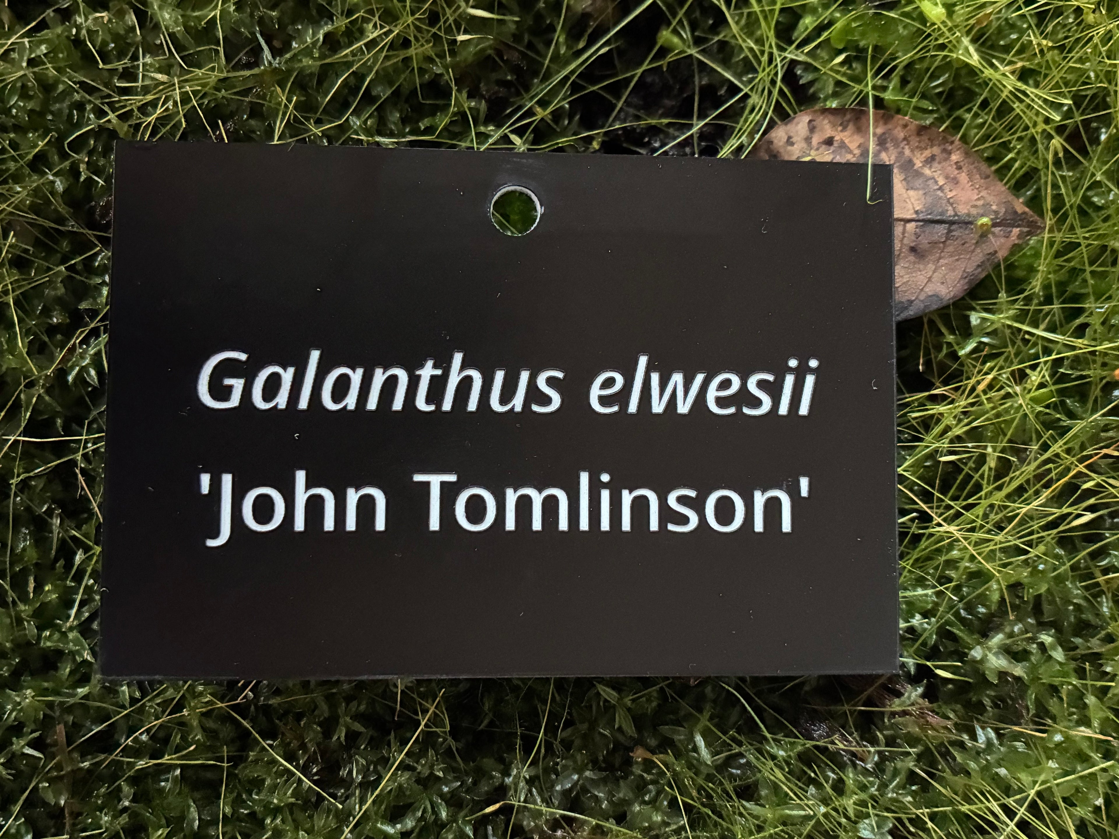 Galanthus elwesii 'John Tomlinson' - Plant label