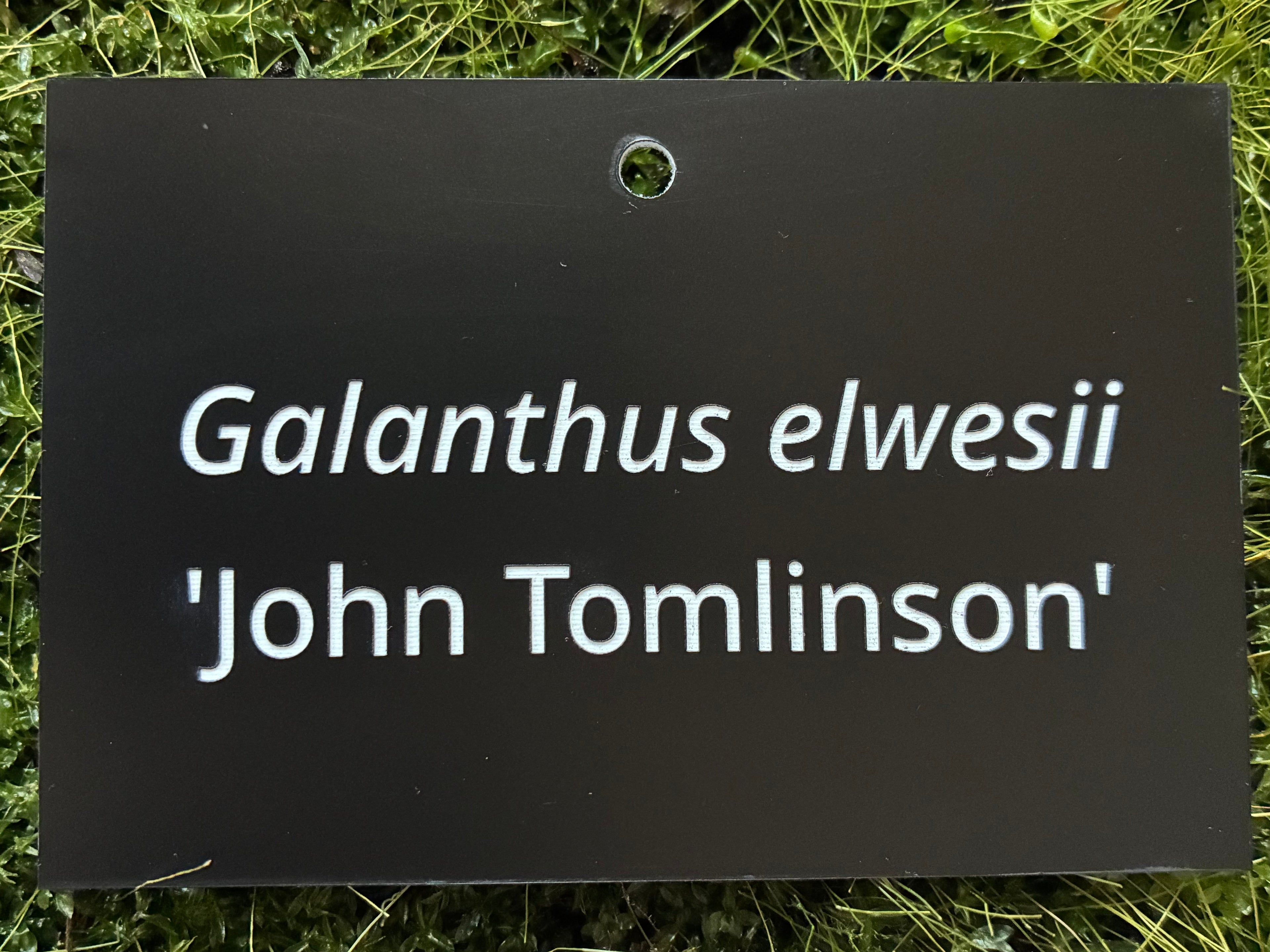Galanthus elwesii 'John Tomlinson' - Plant label