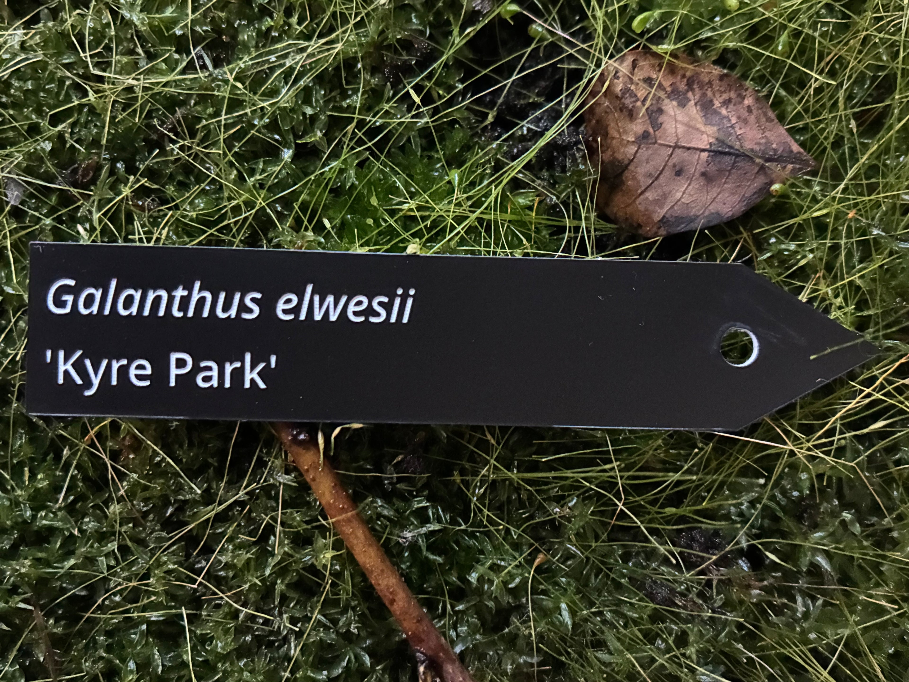 Galanthus elwesii 'Kyre Park' - Plant label