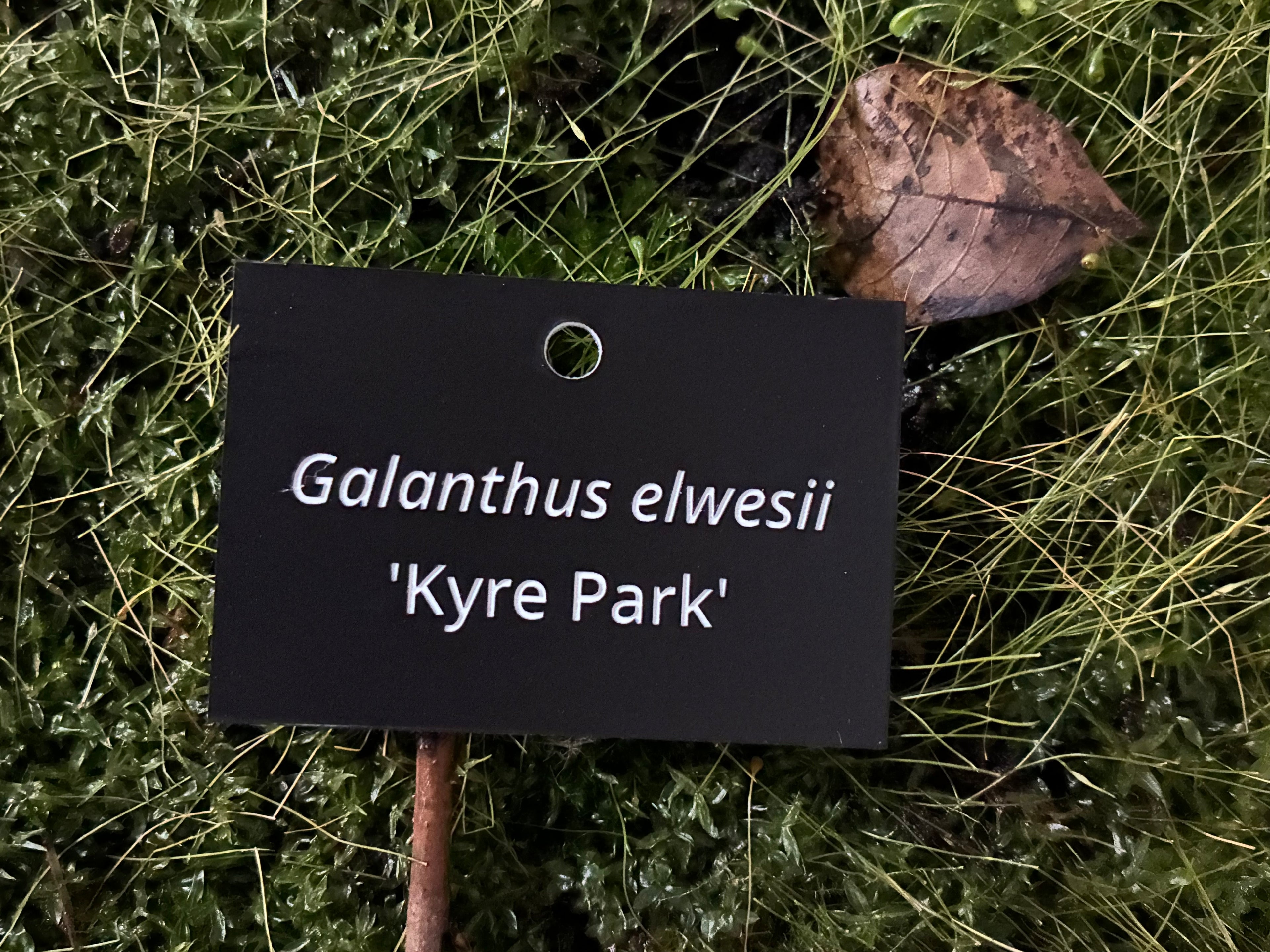 Galanthus elwesii 'Kyre Park' - Plant label