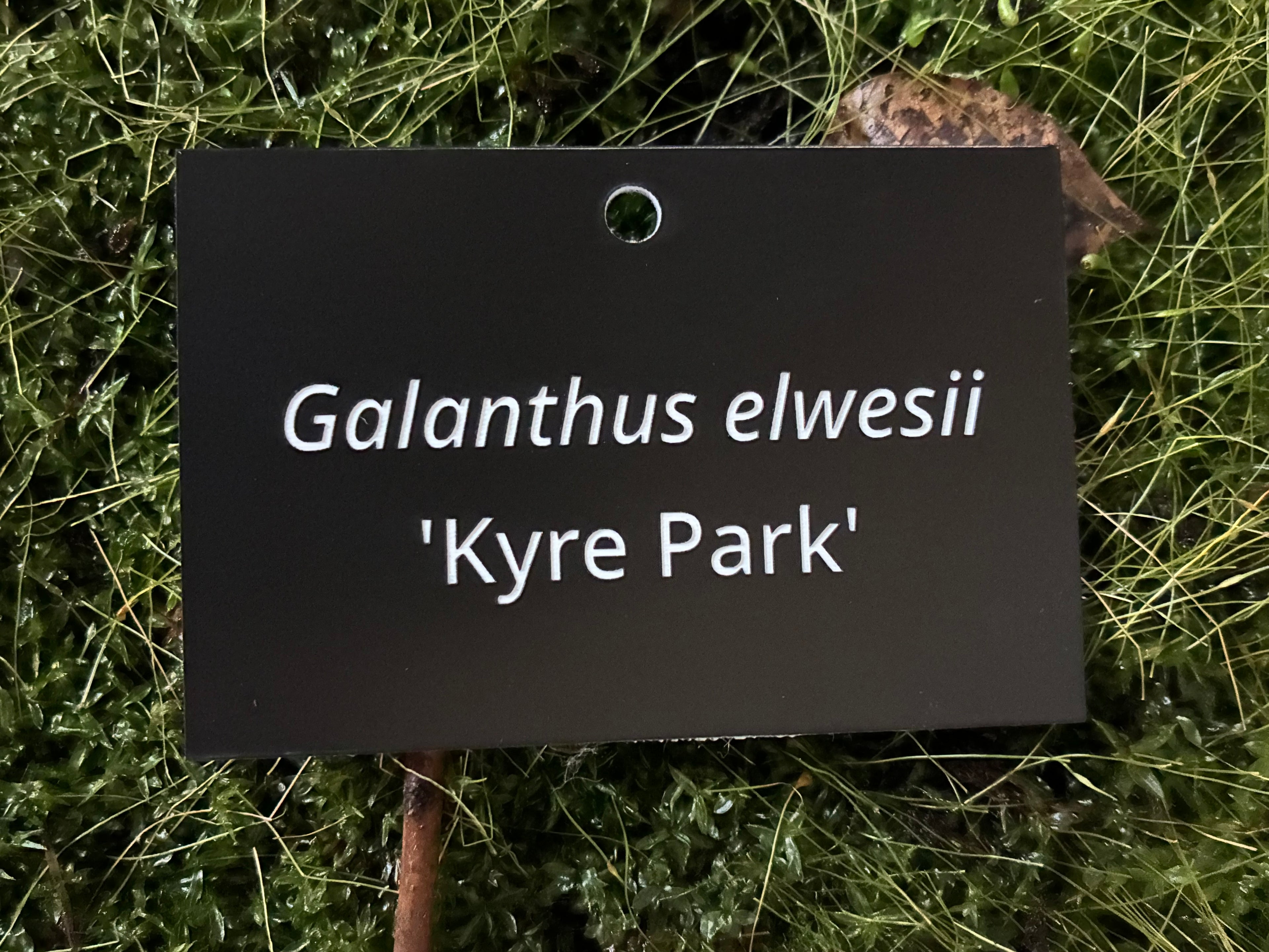 Galanthus elwesii 'Kyre Park' - Plant label