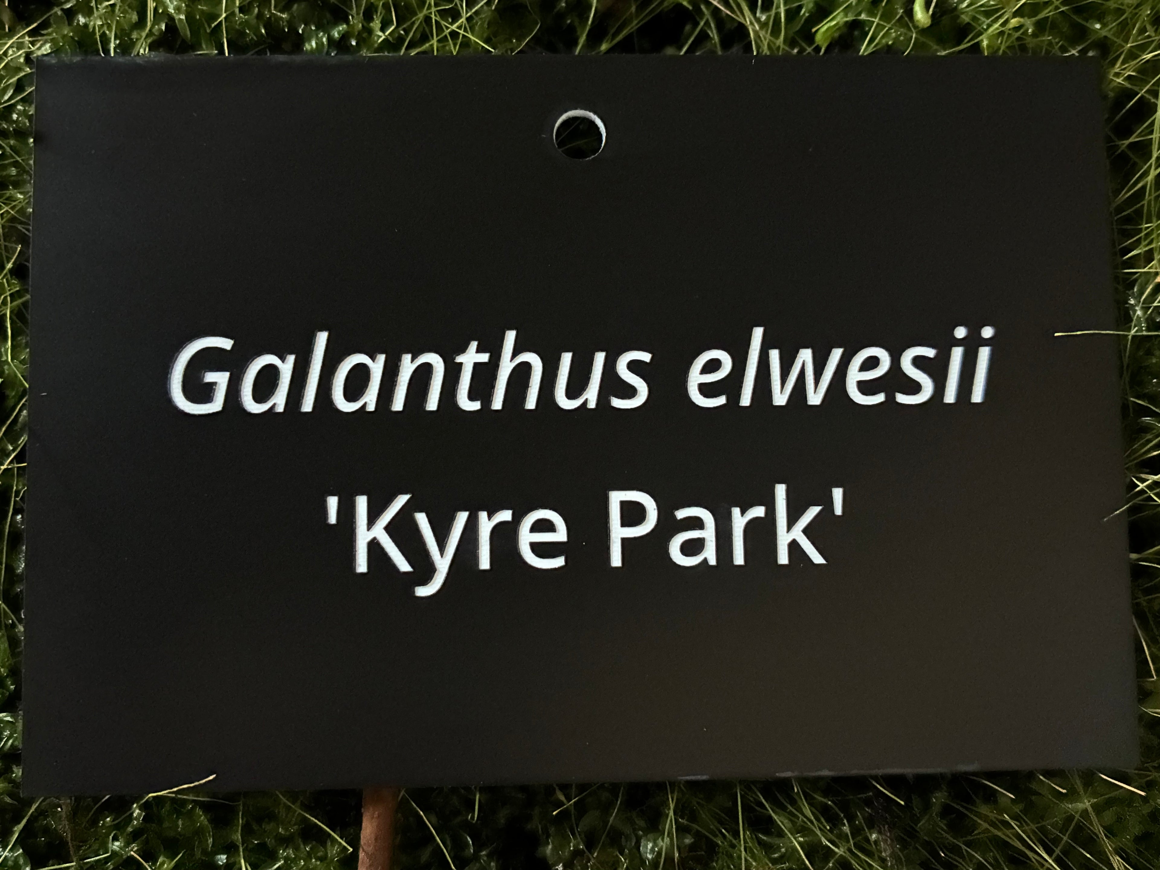 Galanthus elwesii 'Kyre Park' - Plant label