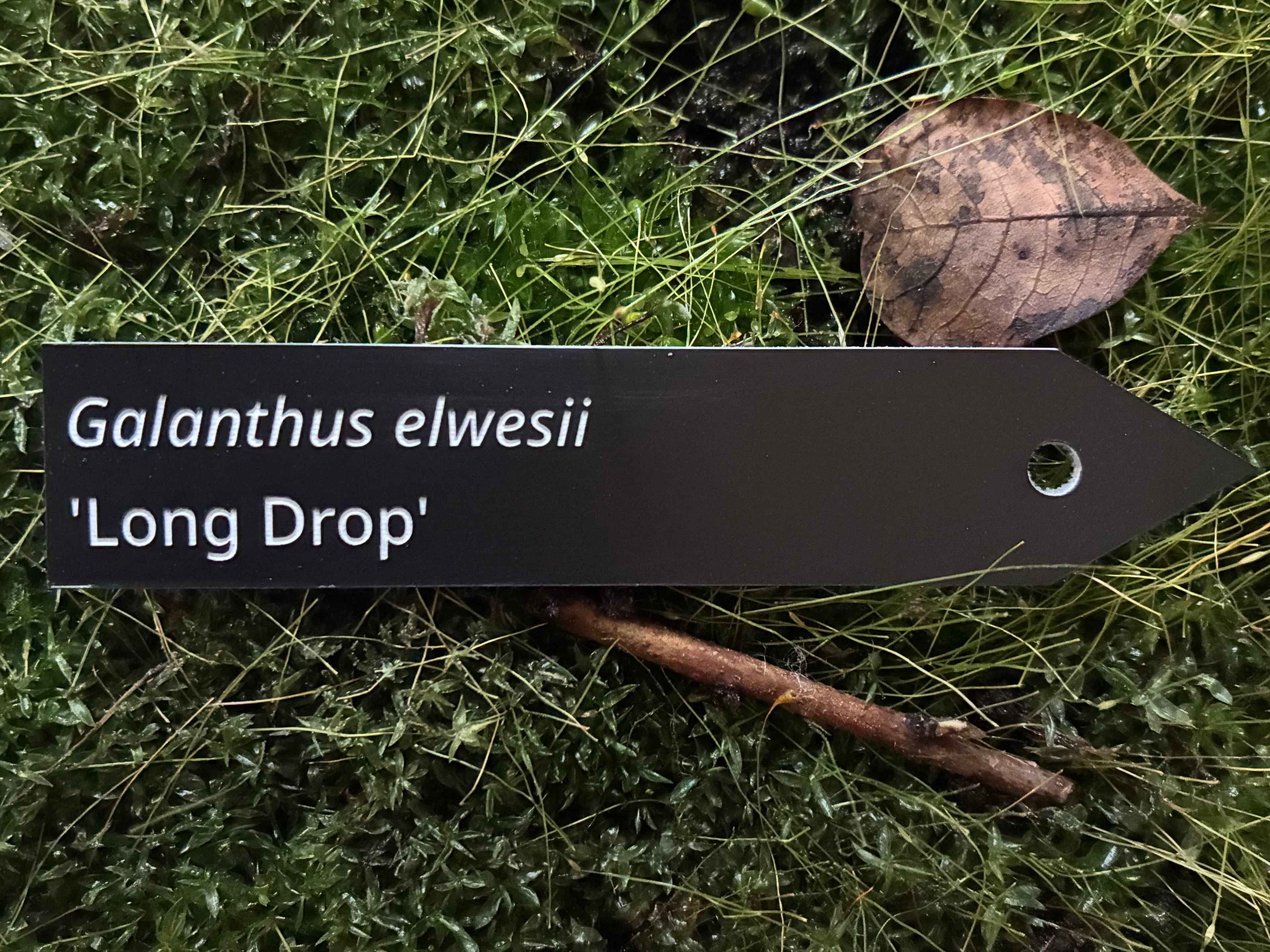 Galanthus elwesii 'Long Drop' - Plant label