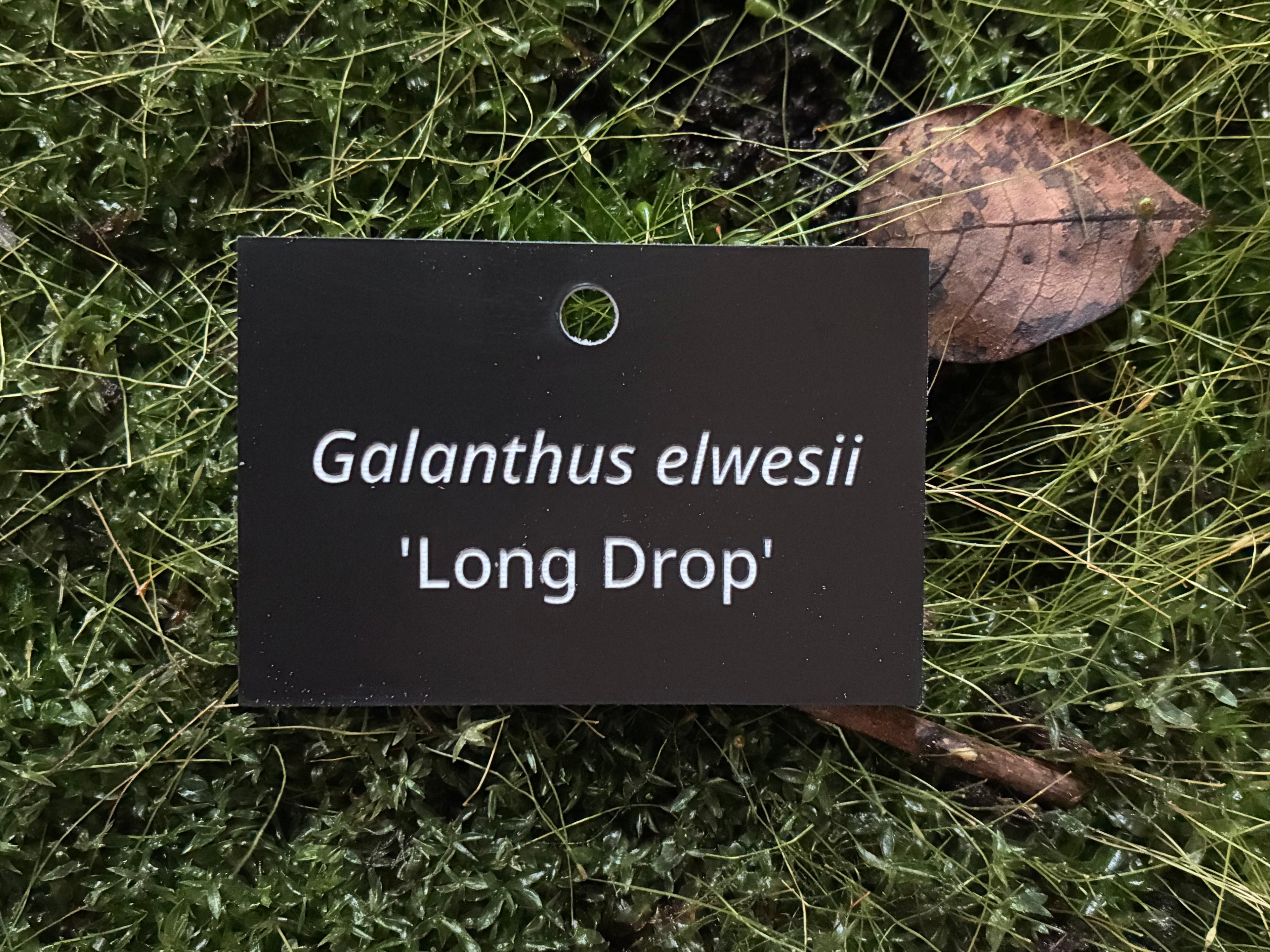 Galanthus elwesii 'Long Drop' - Plant label