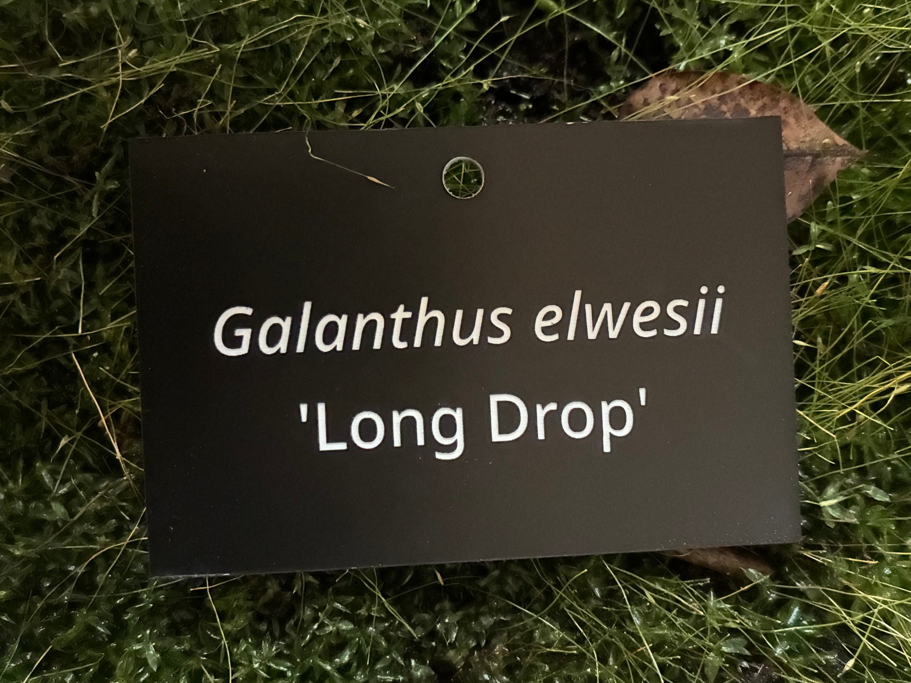 Galanthus elwesii 'Long Drop' - Plant label