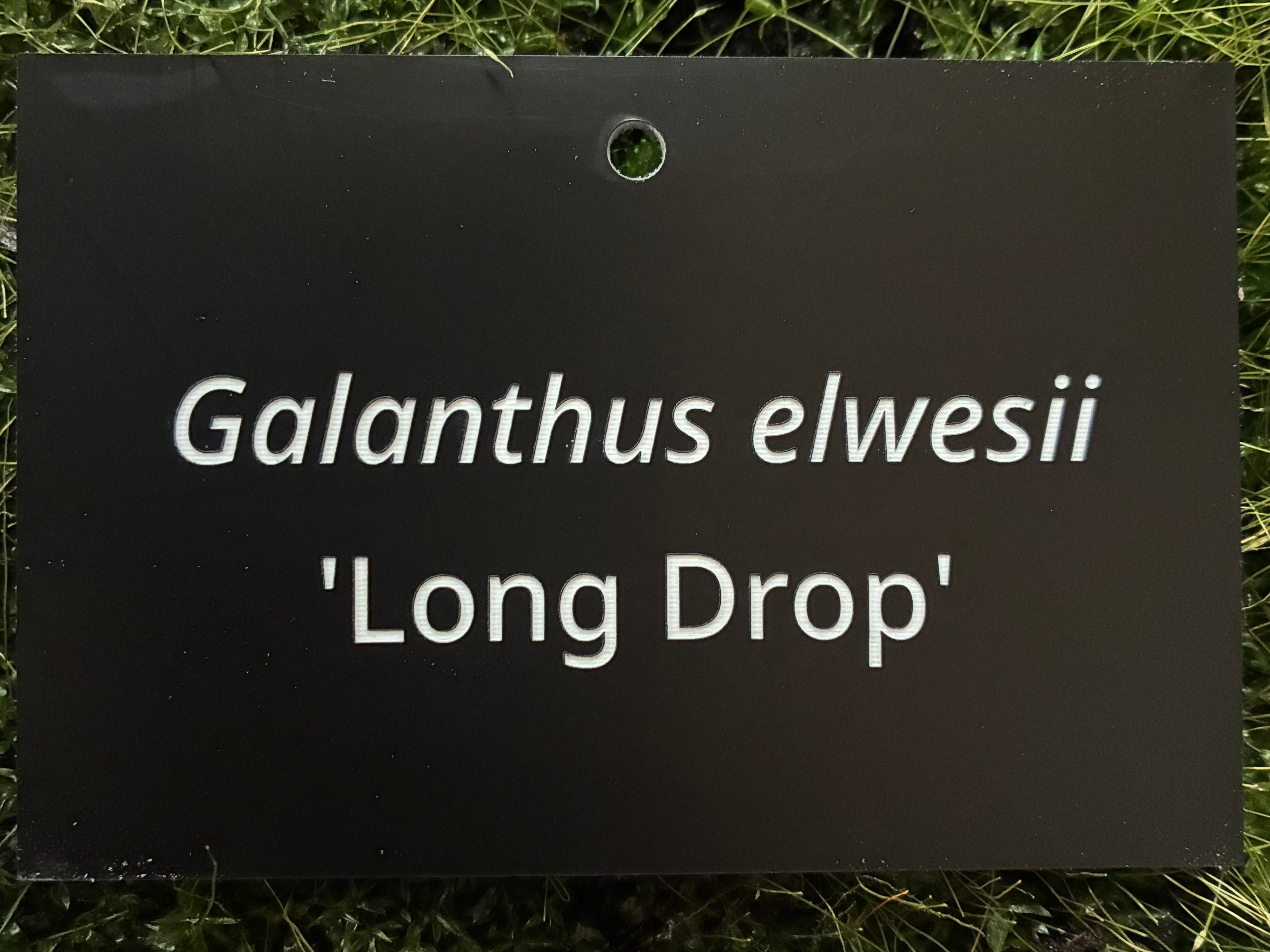 Galanthus elwesii 'Long Drop' - Plant label