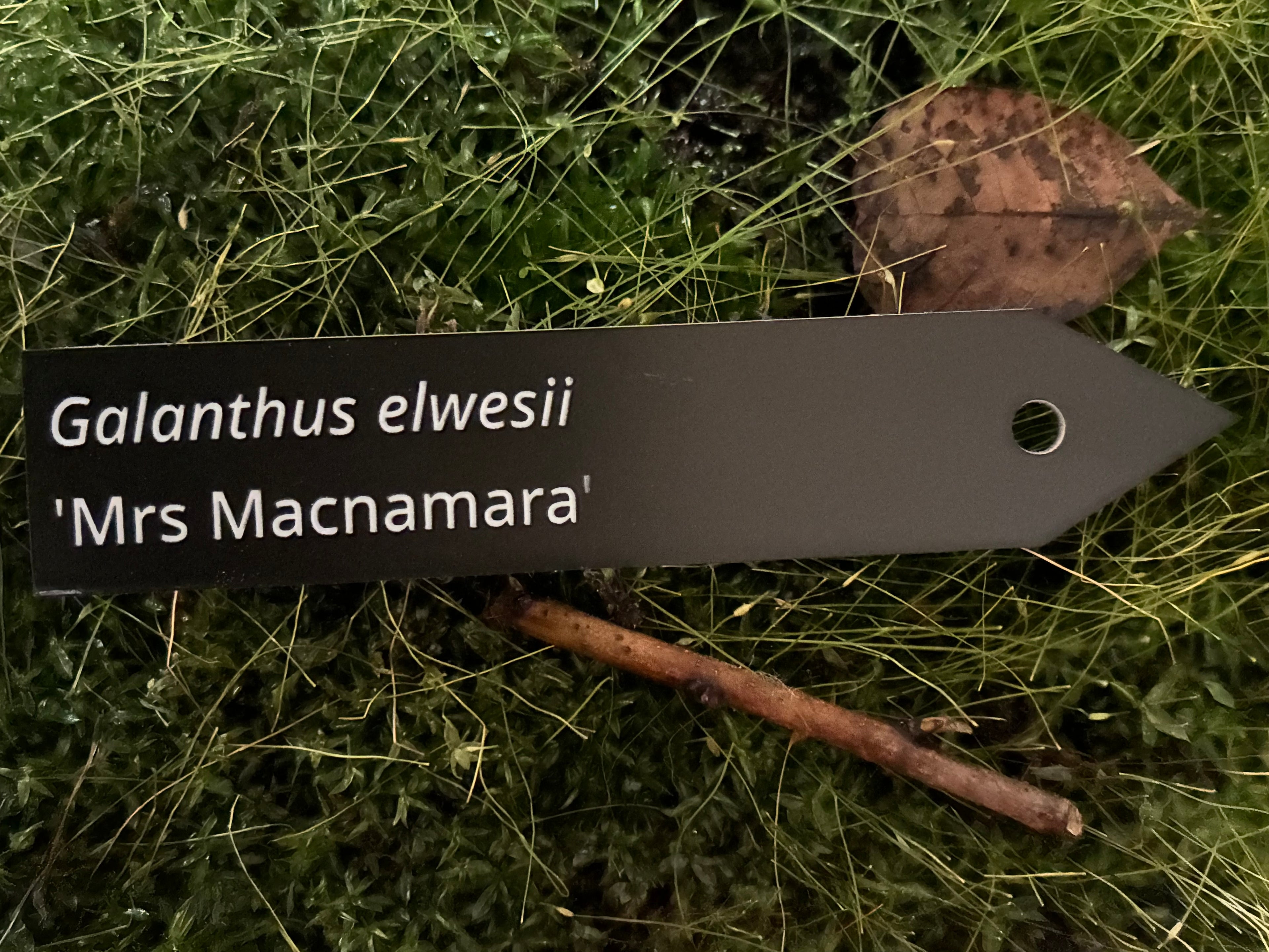 Galanthus elwesii 'Mrs Macnamara' - Plant label