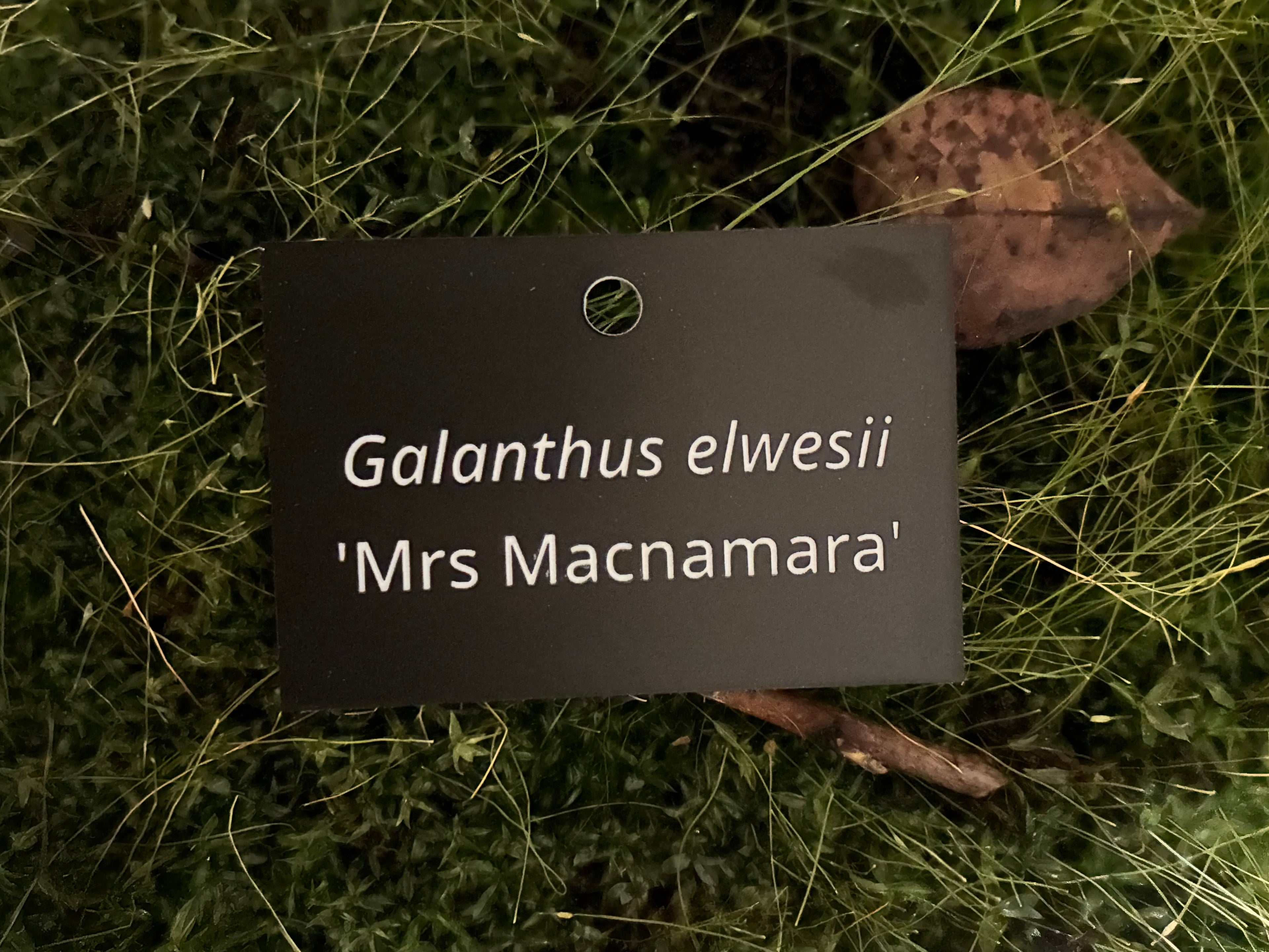 Galanthus elwesii 'Mrs Macnamara' - Plant label
