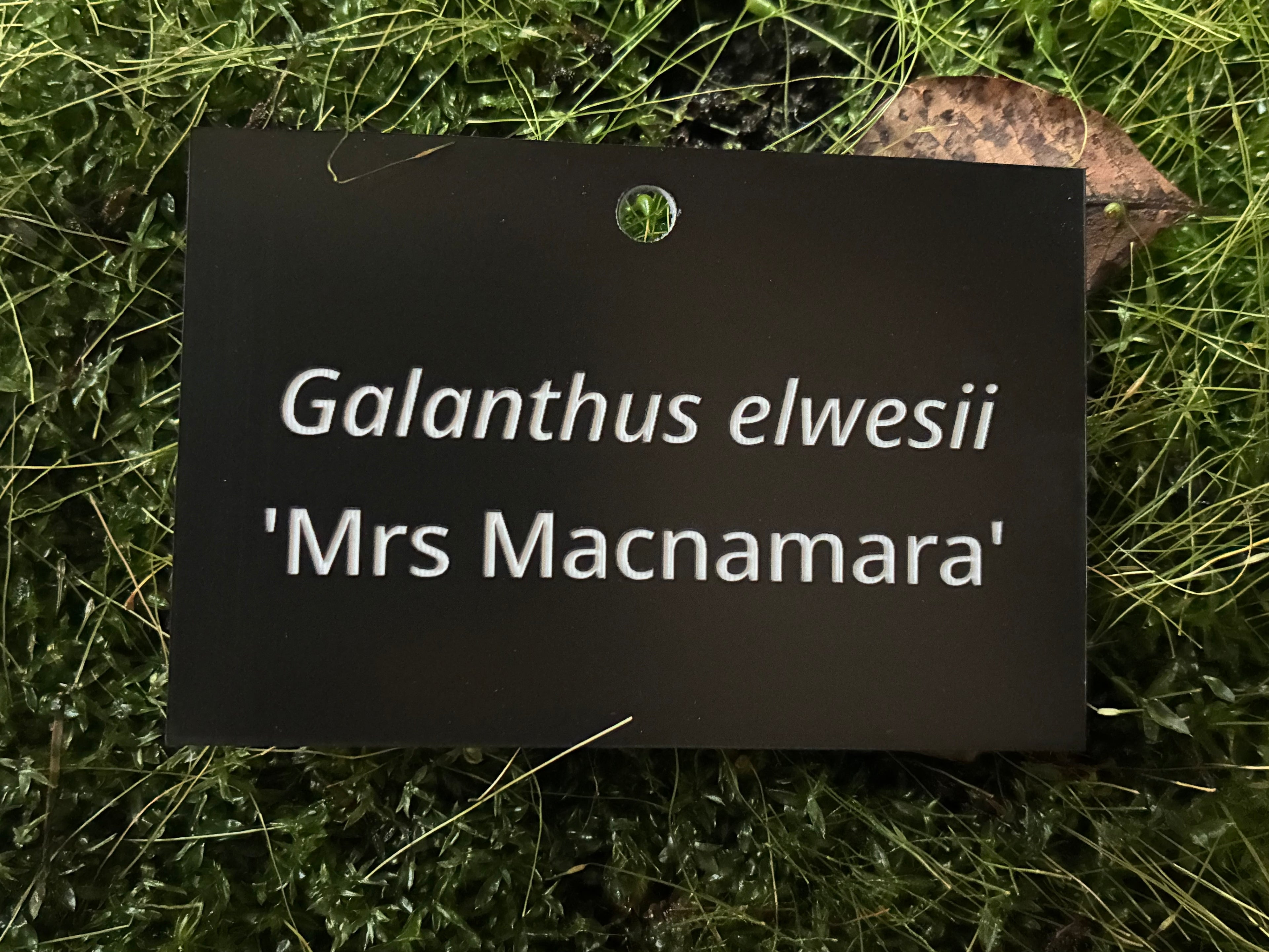 Galanthus elwesii 'Mrs Macnamara' - Plant label