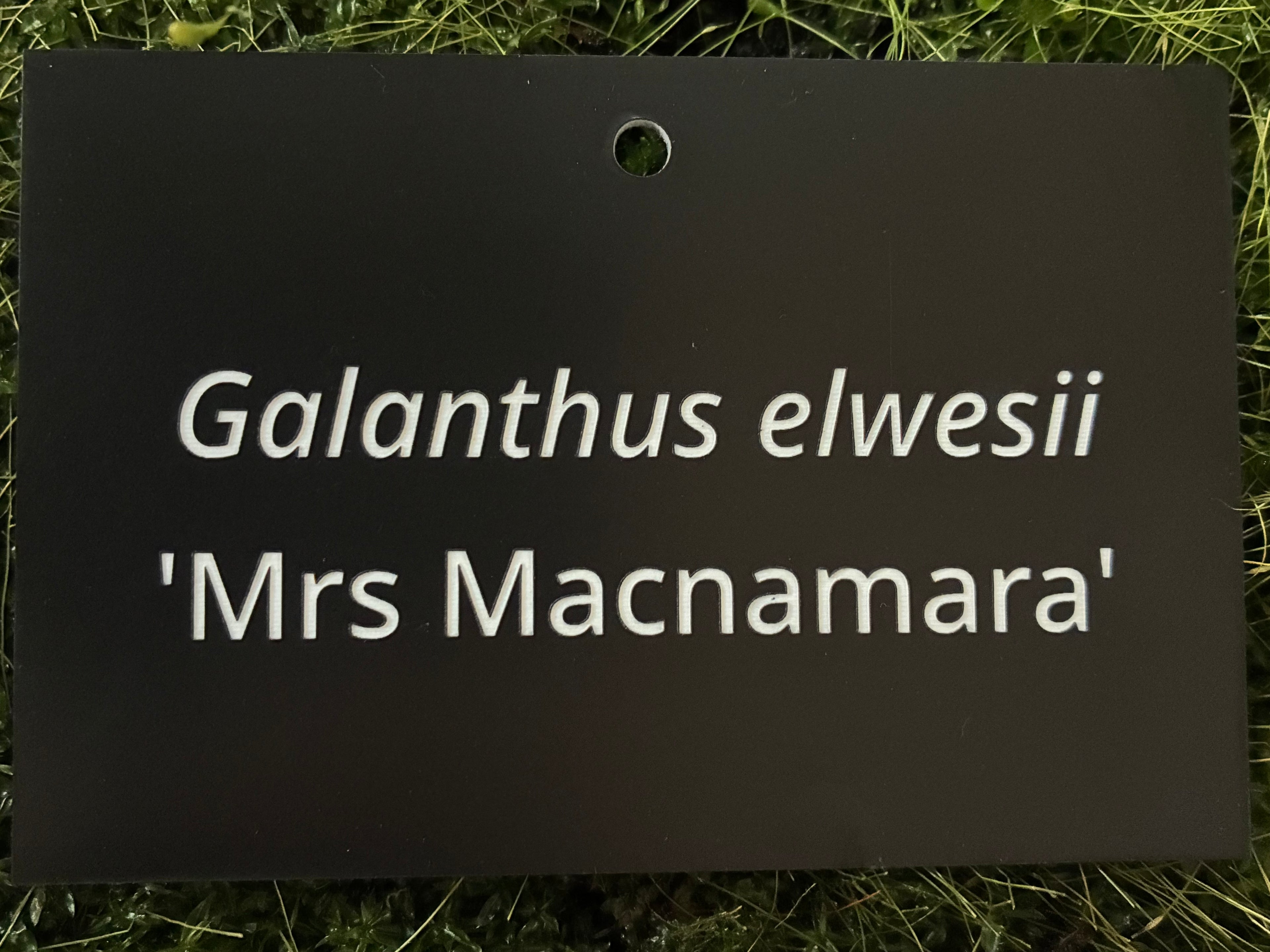 Galanthus elwesii 'Mrs Macnamara' - Plant label