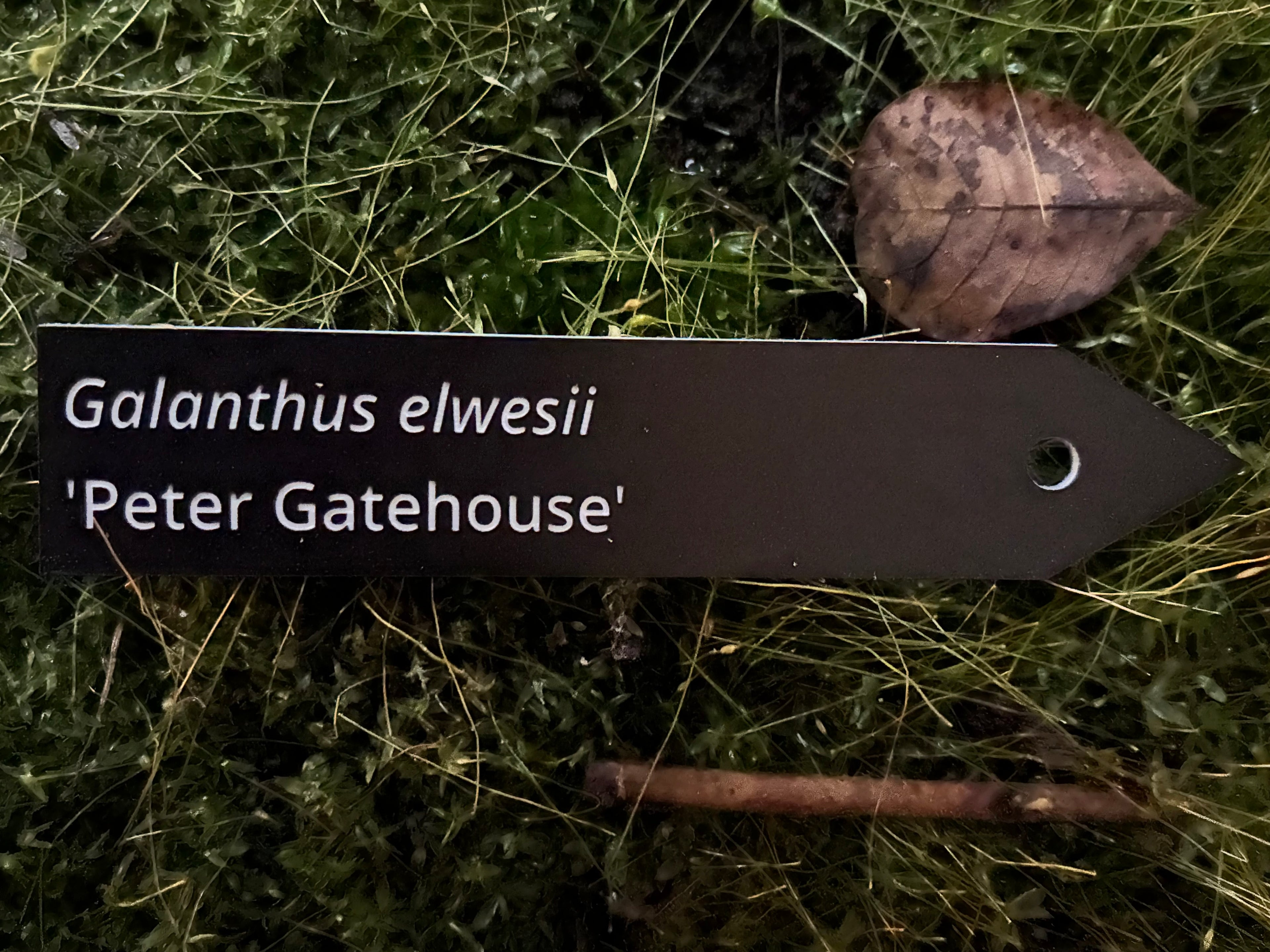Galanthus elwesii 'Peter Gatehouse' - Plant label