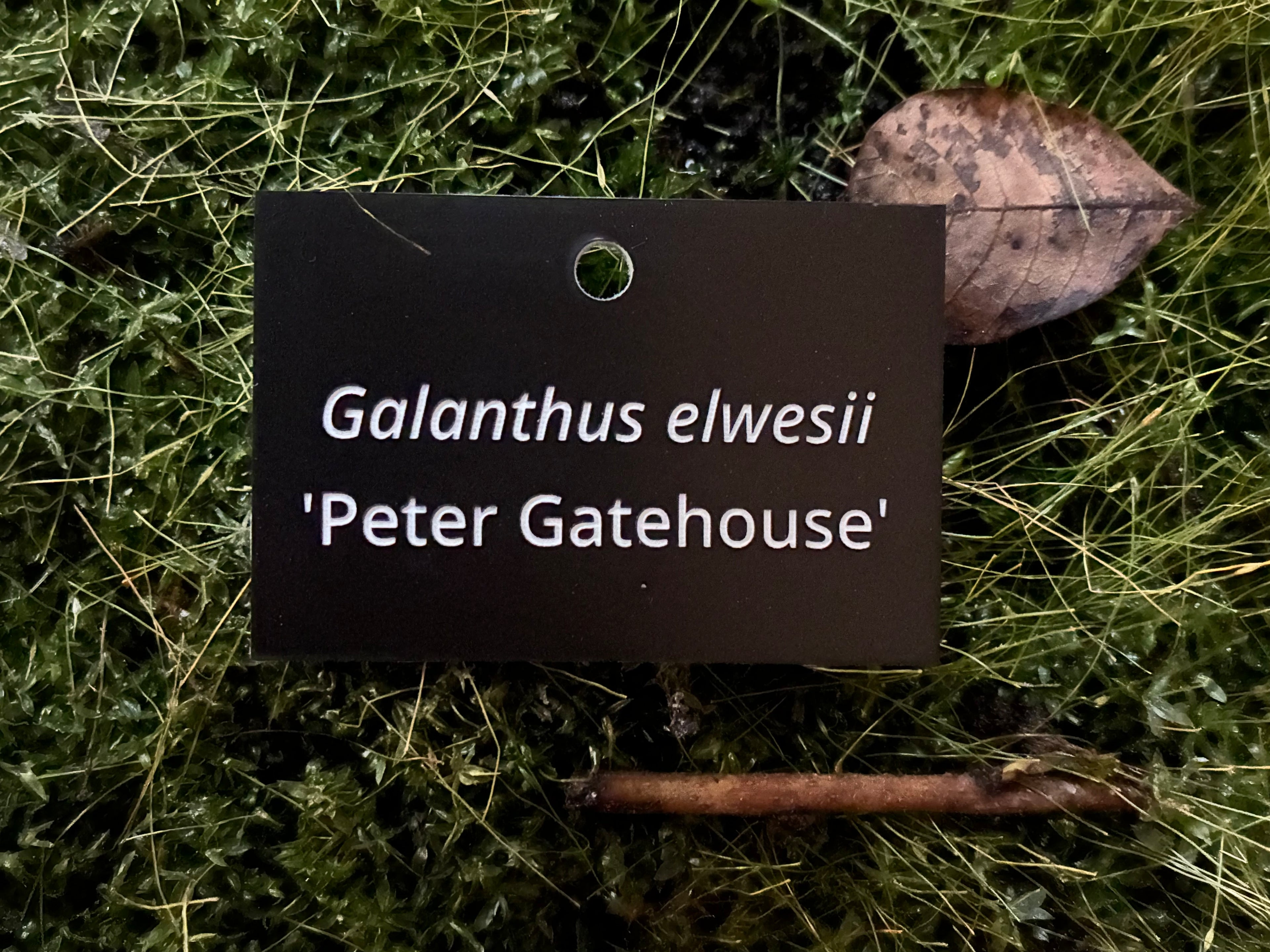 Galanthus elwesii 'Peter Gatehouse' - Plant label