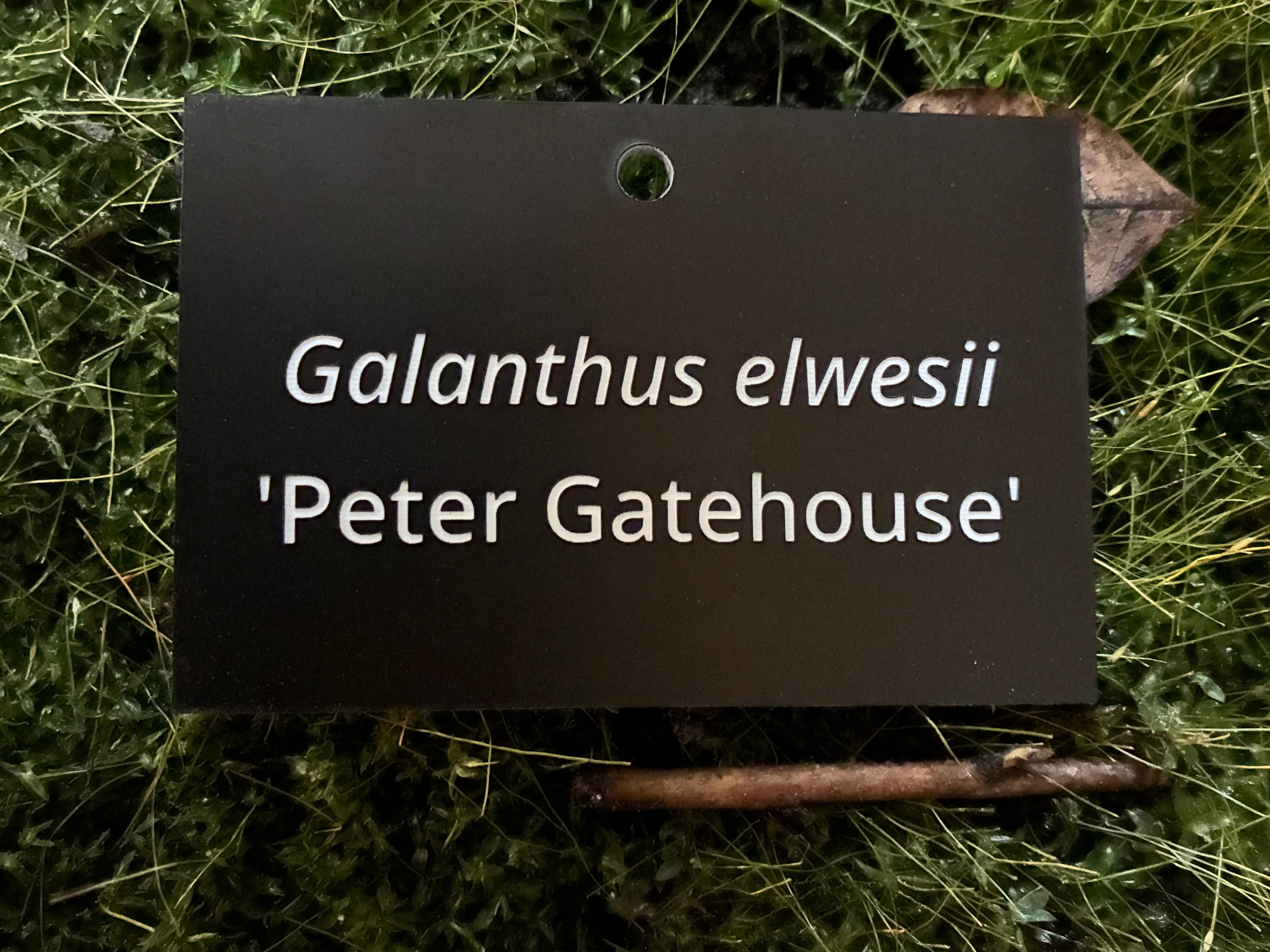 Galanthus elwesii 'Peter Gatehouse' - Plant label