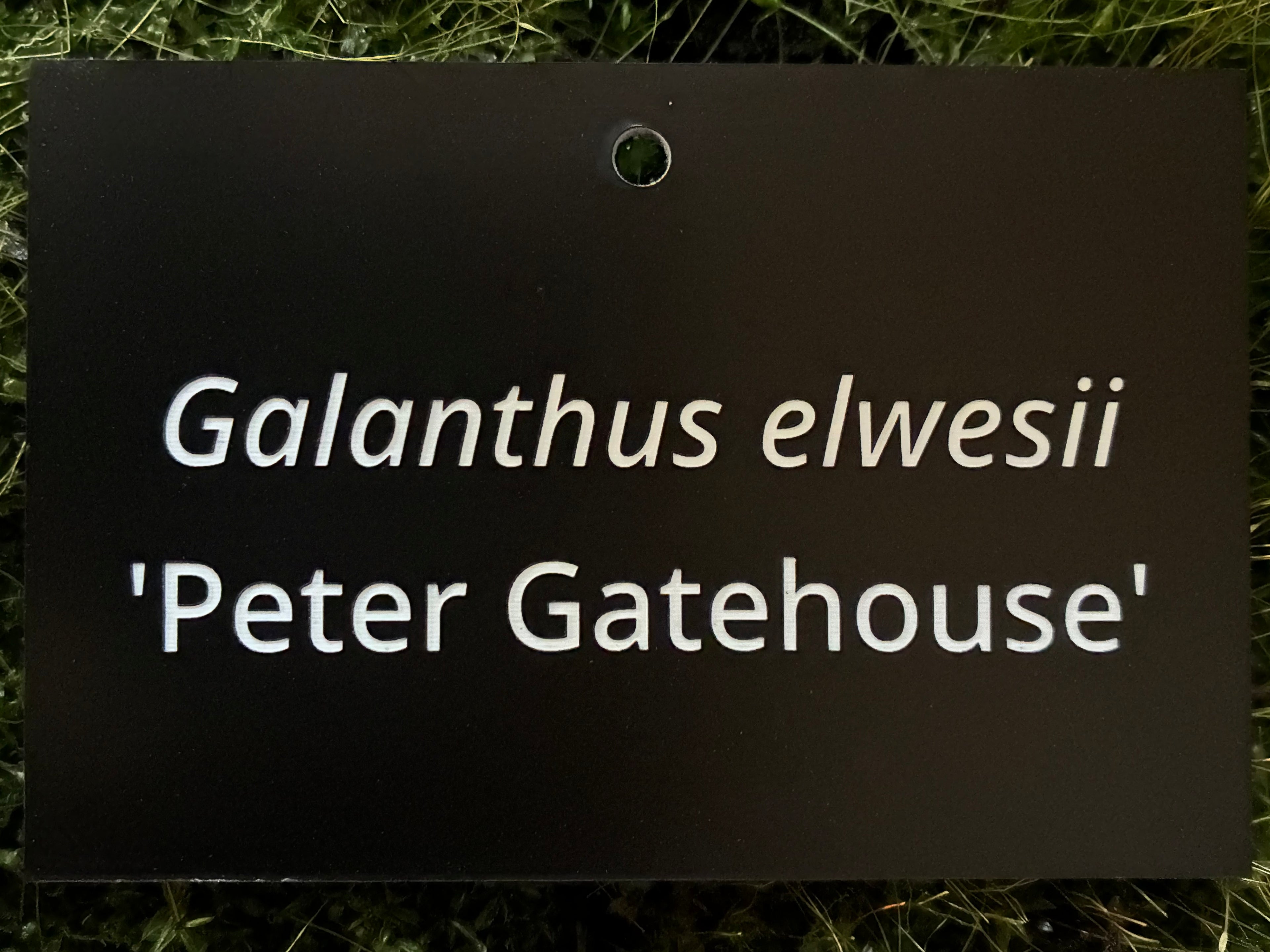 Galanthus elwesii 'Peter Gatehouse' - Plant label