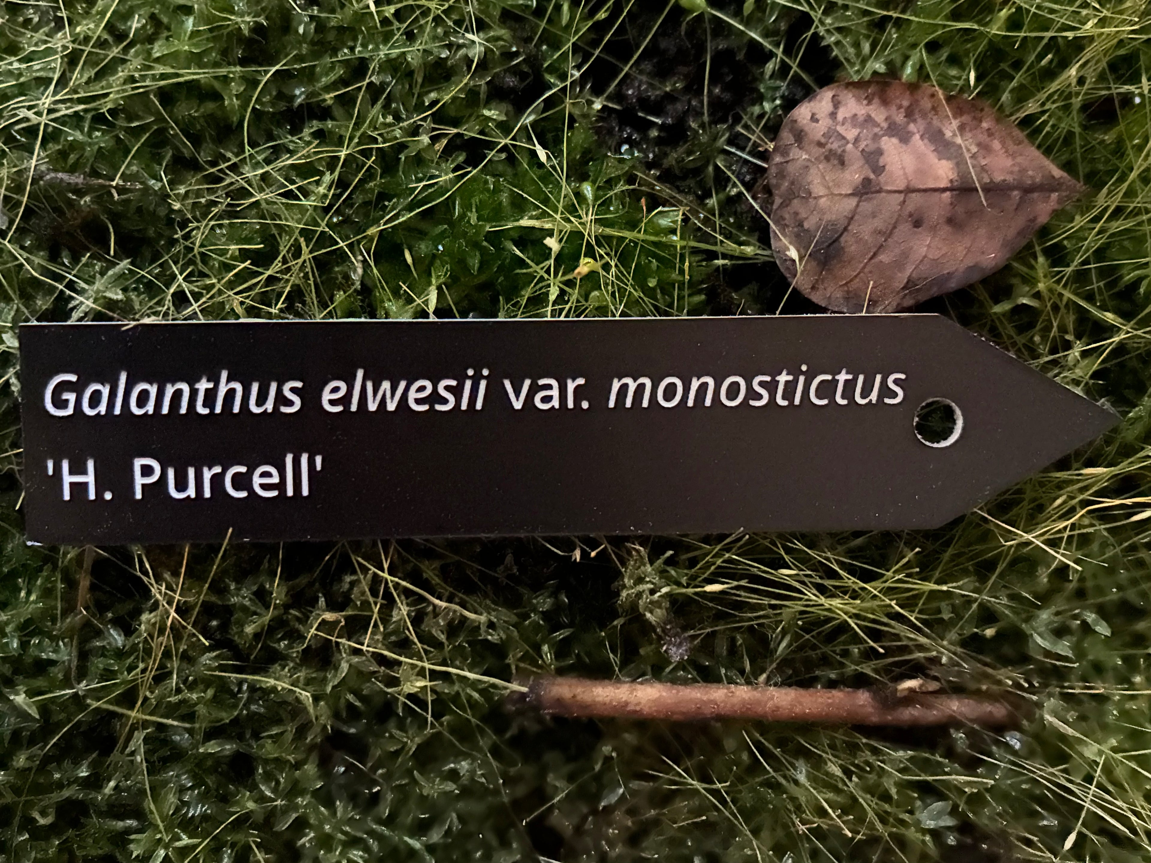 Galanthus elwesii var. monostictus 'H. Purcell' - Plant label
