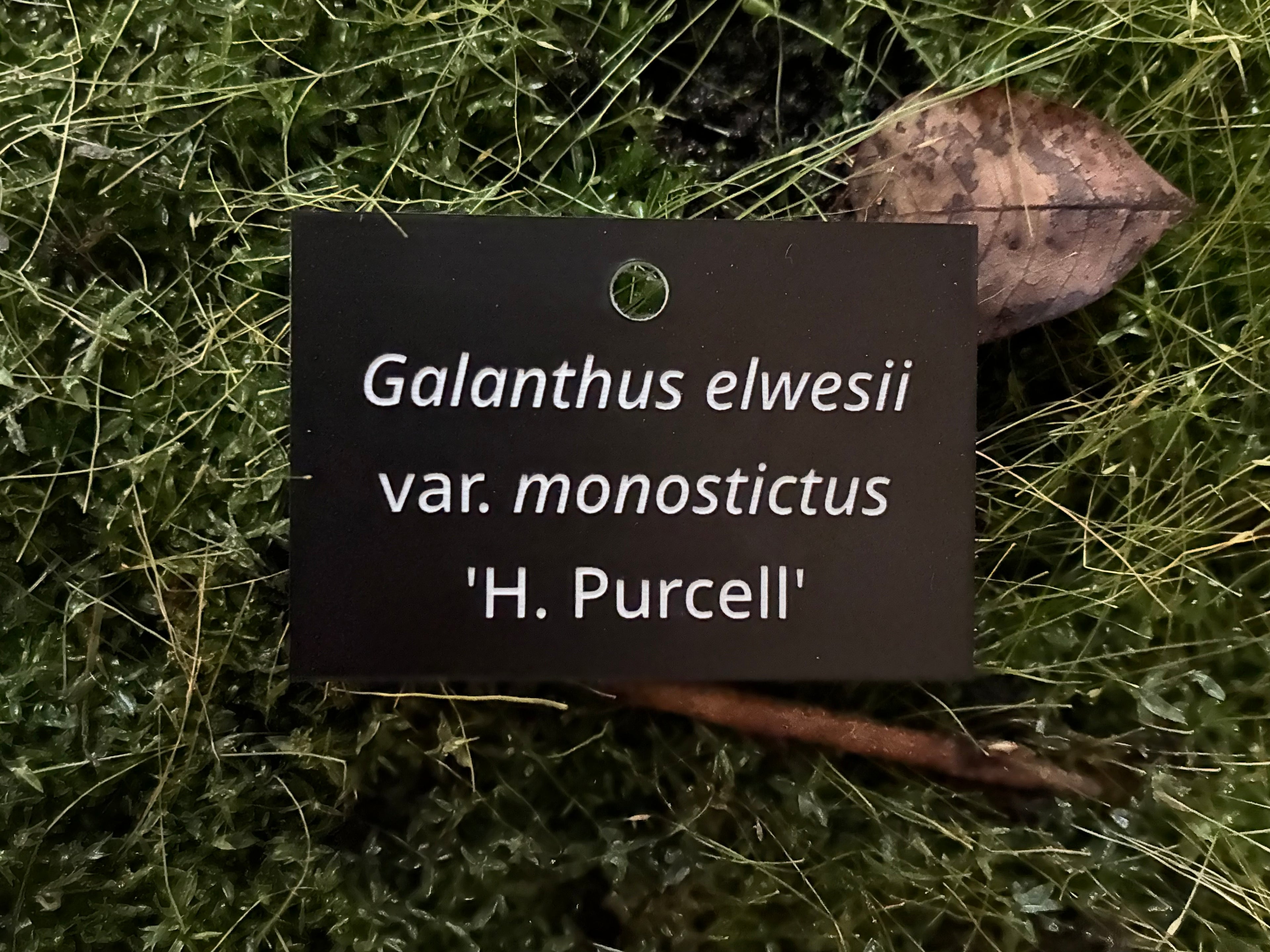 Galanthus elwesii var. monostictus 'H. Purcell' - Plant label