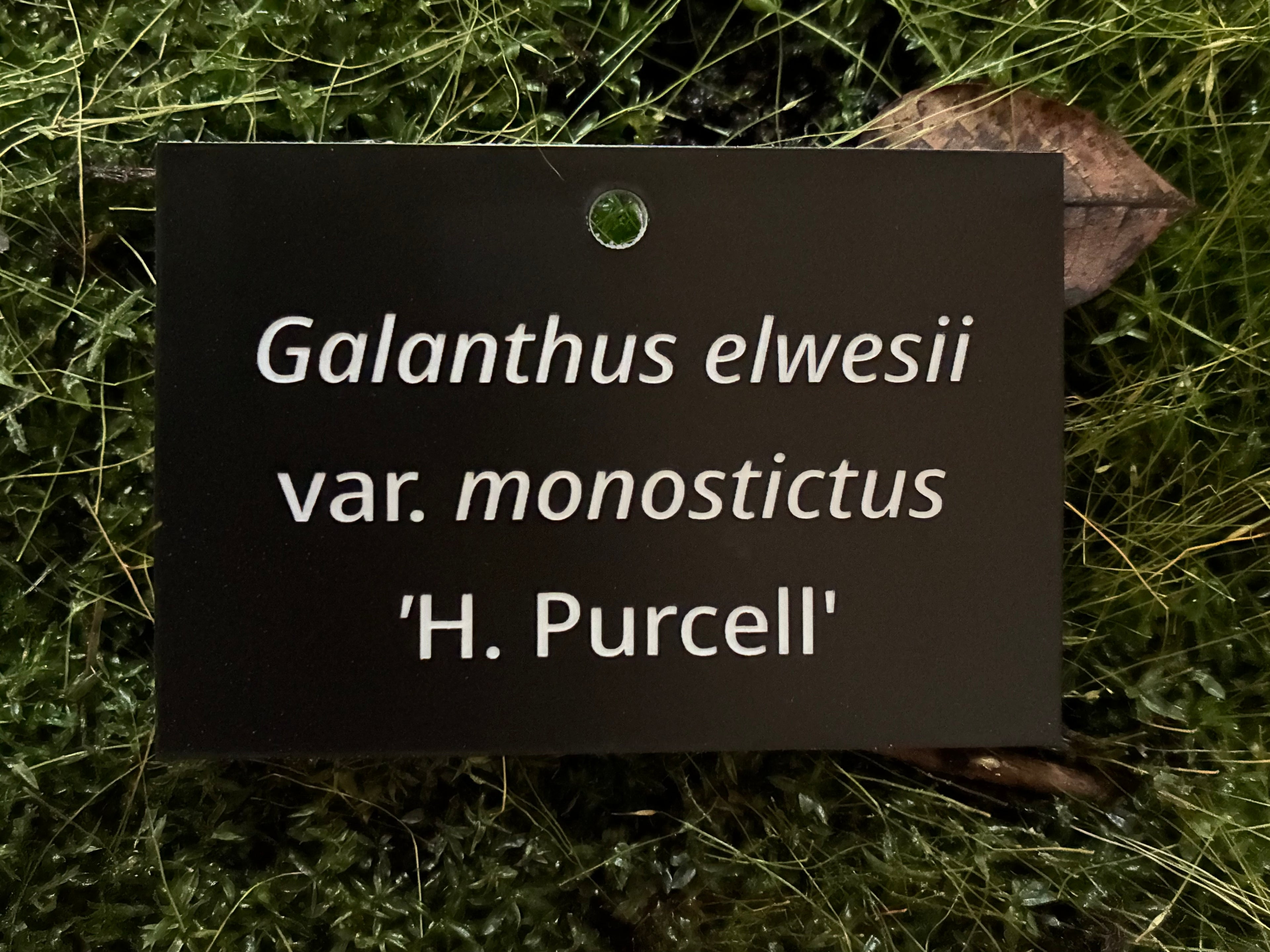 Galanthus elwesii var. monostictus 'H. Purcell' - Plant label