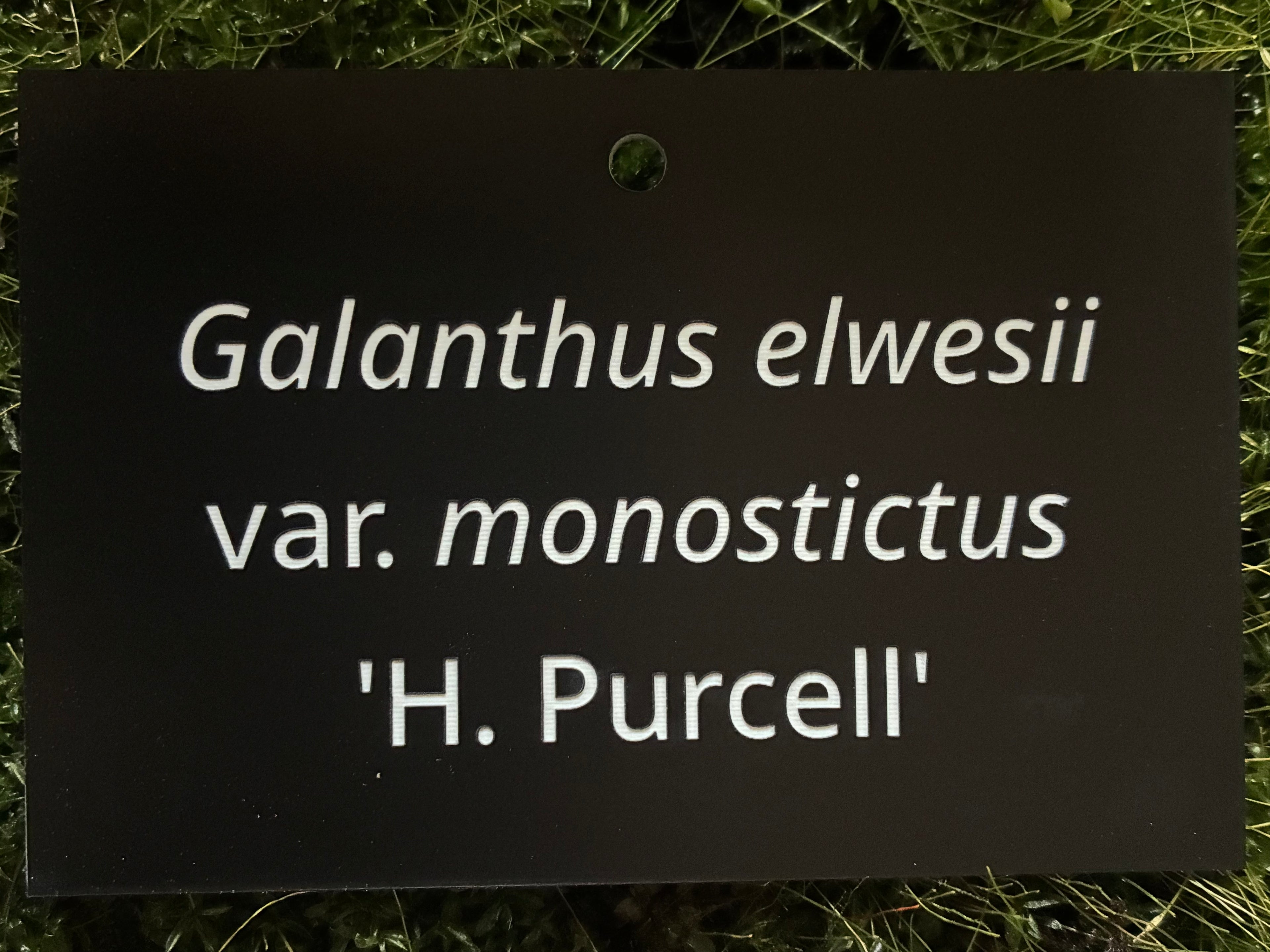 Galanthus elwesii var. monostictus 'H. Purcell' - Plant label
