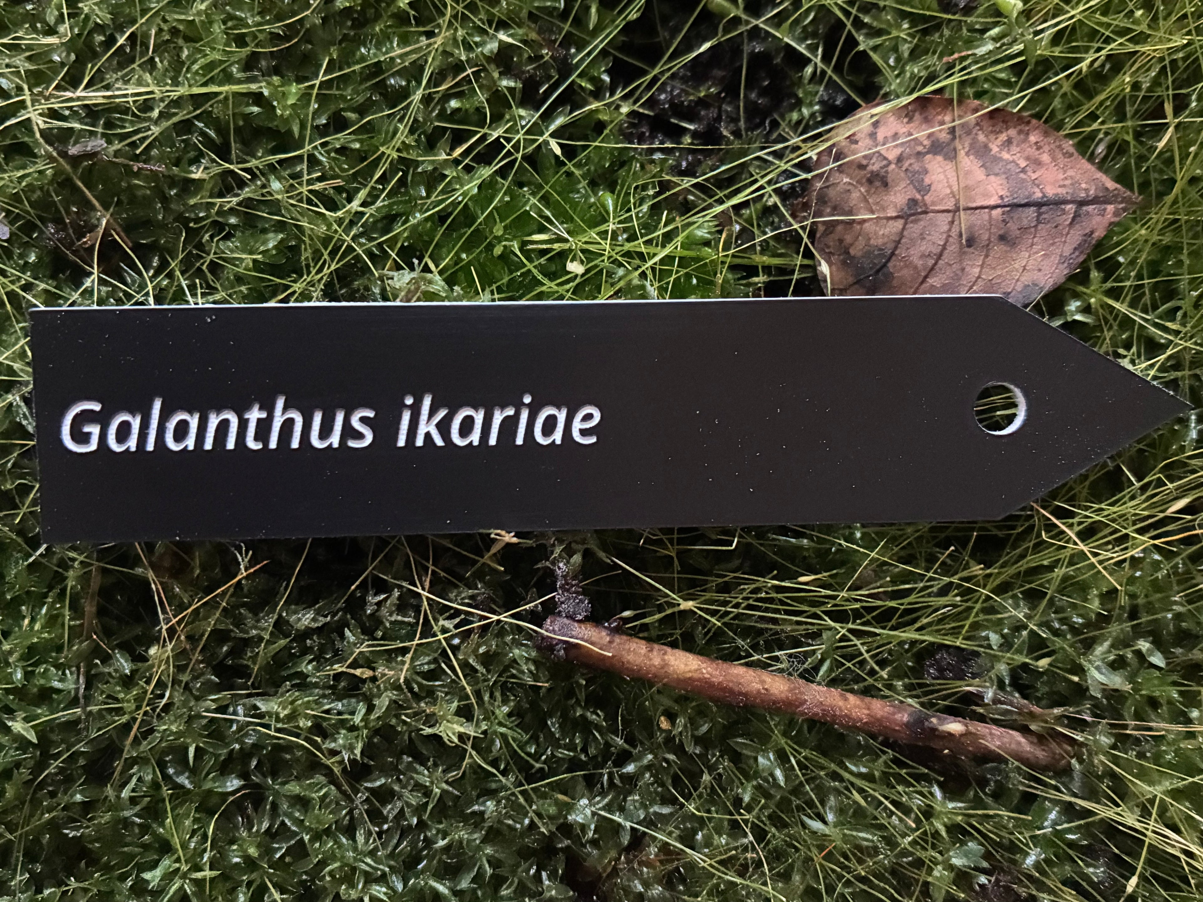 Galanthus ikariae - Plant label