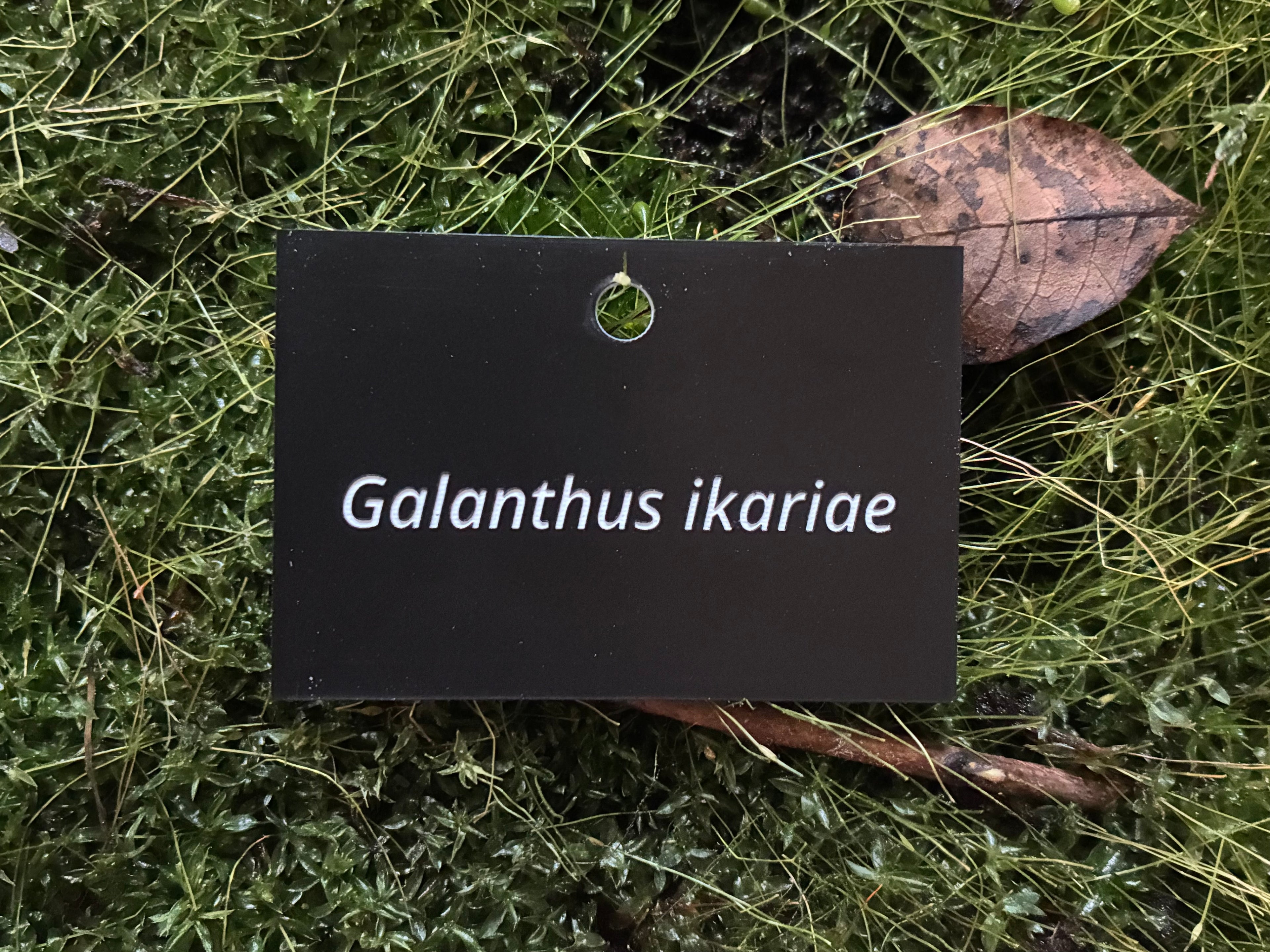 Galanthus ikariae - Plant label