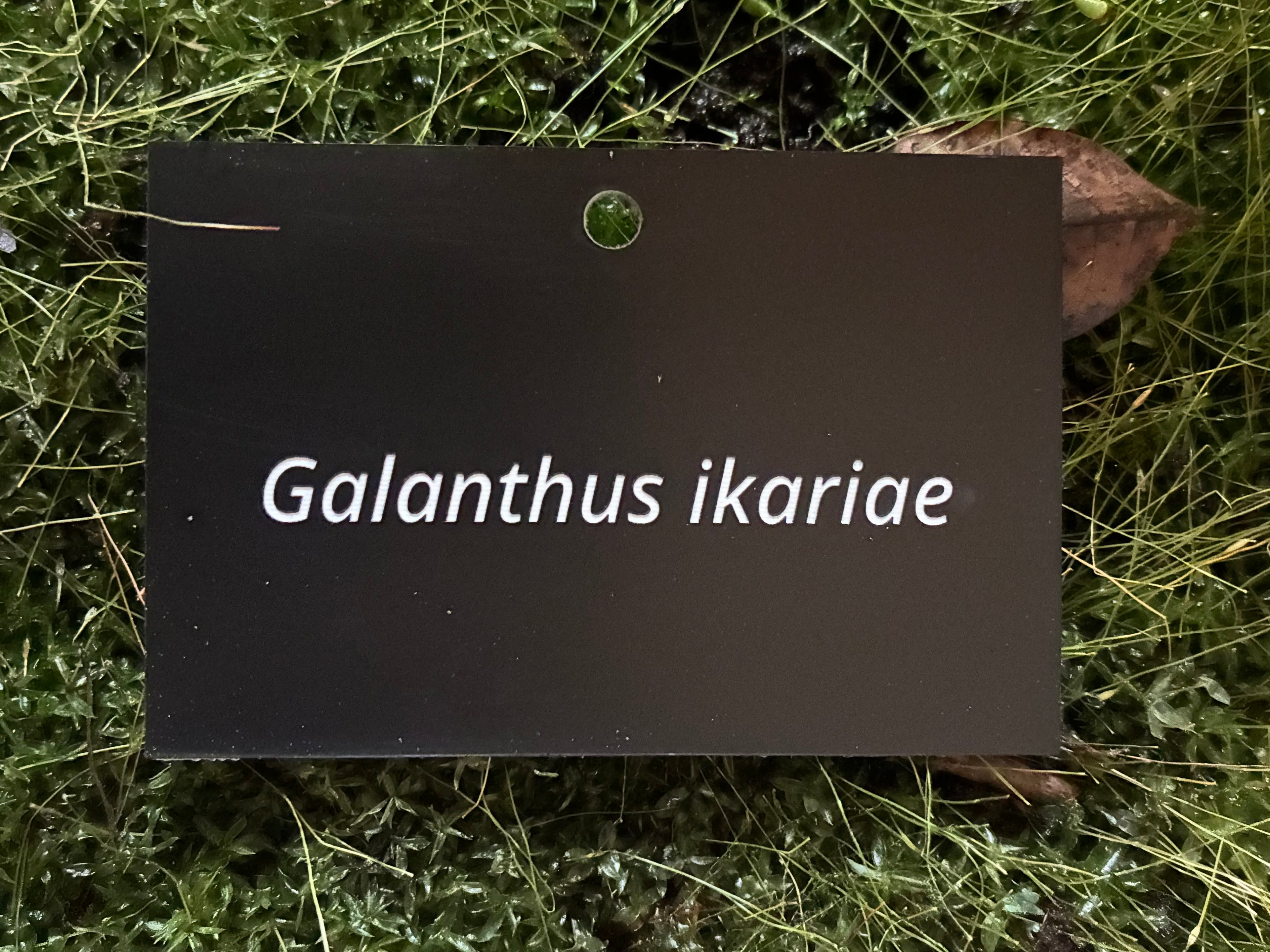 Galanthus ikariae - Plant label