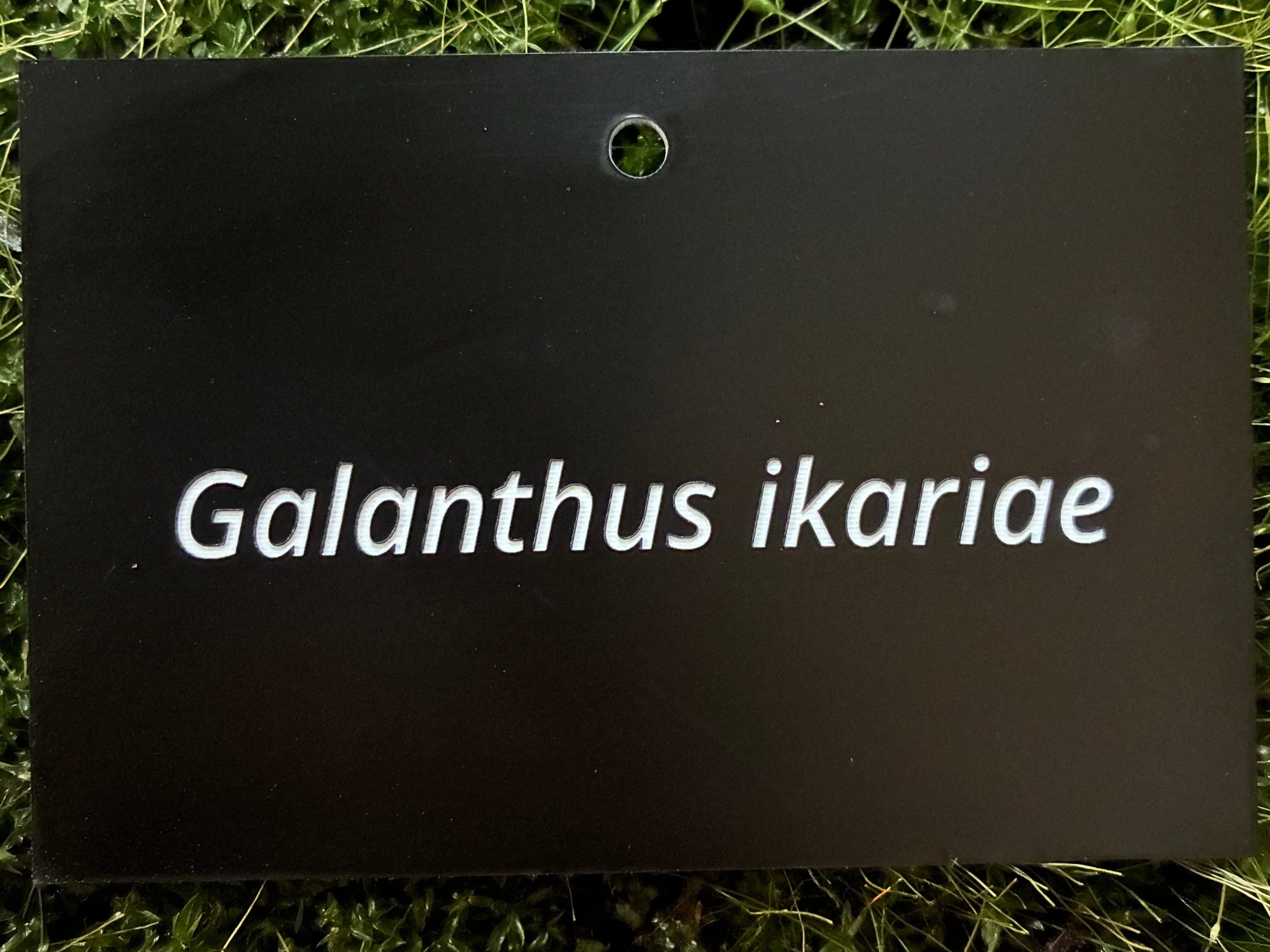 Galanthus ikariae - Plant label
