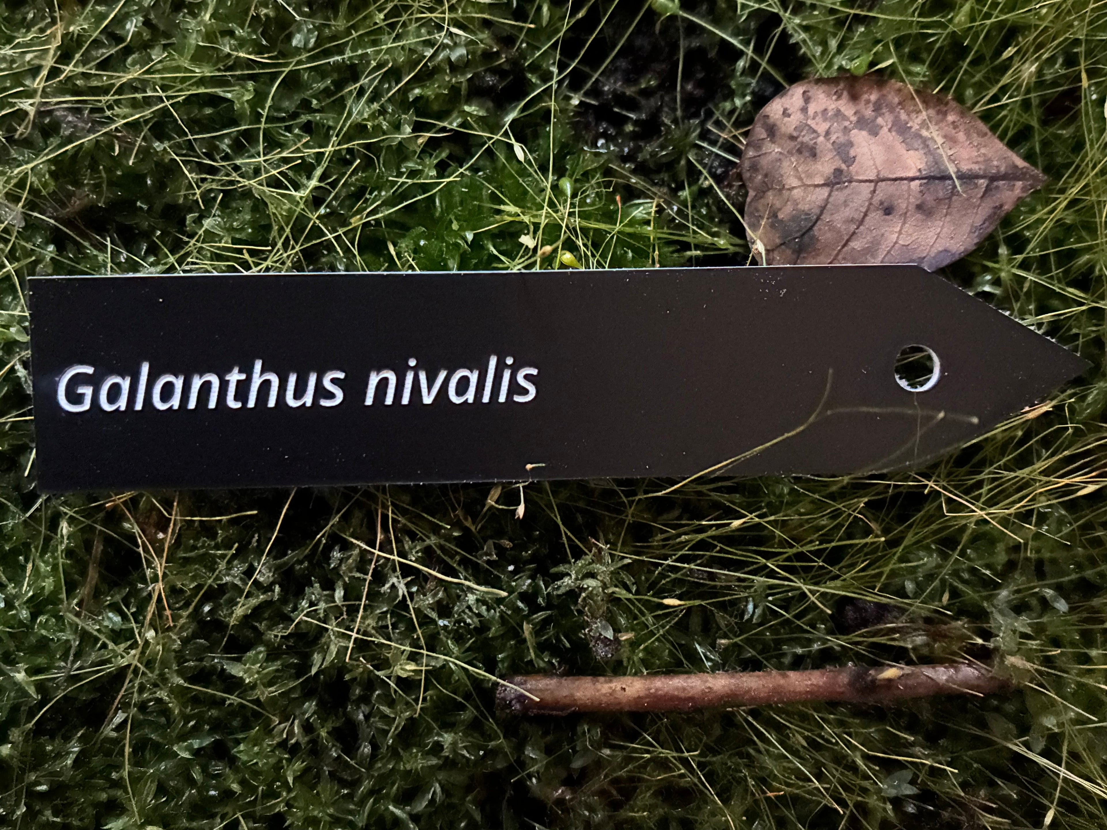 Galanthus nivalis - Plant label