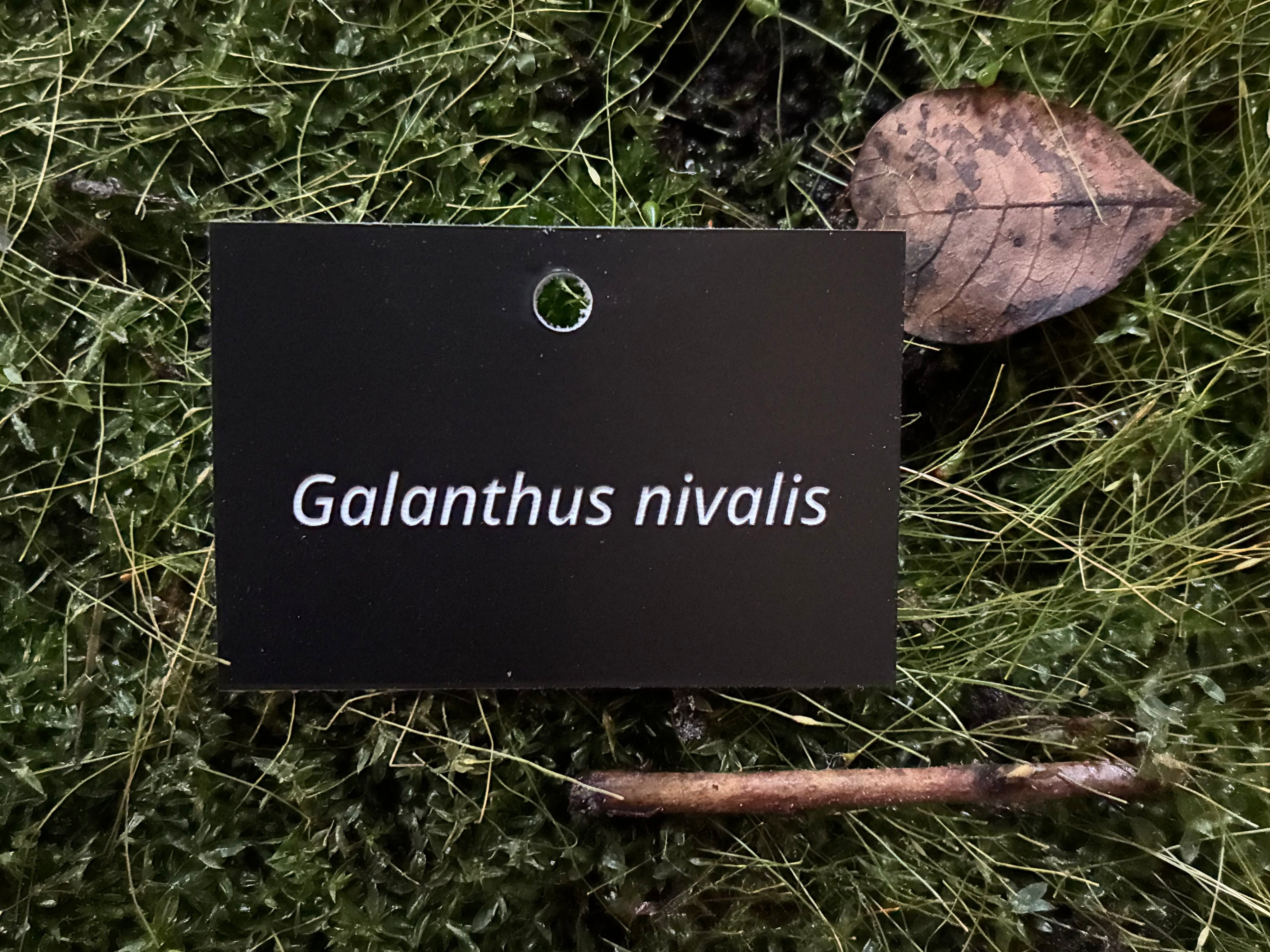 Galanthus nivalis - Plant label