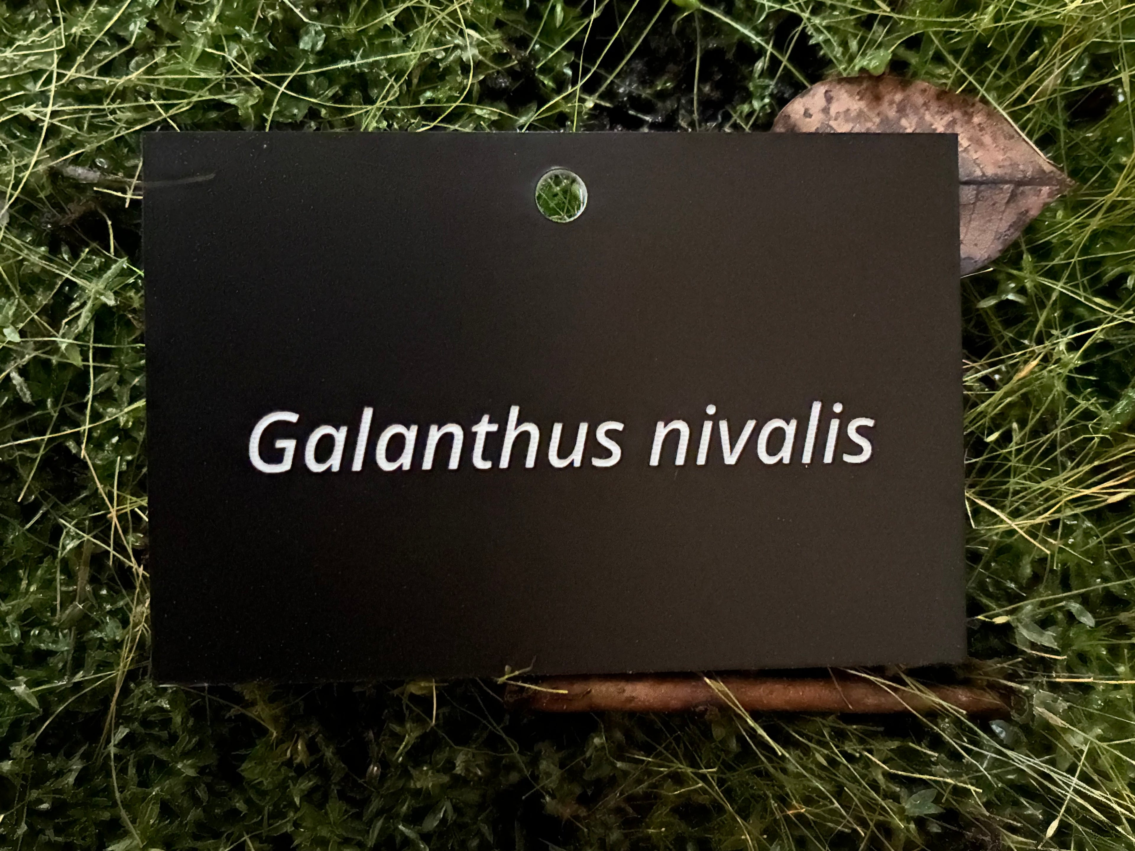 Galanthus nivalis - Plant label