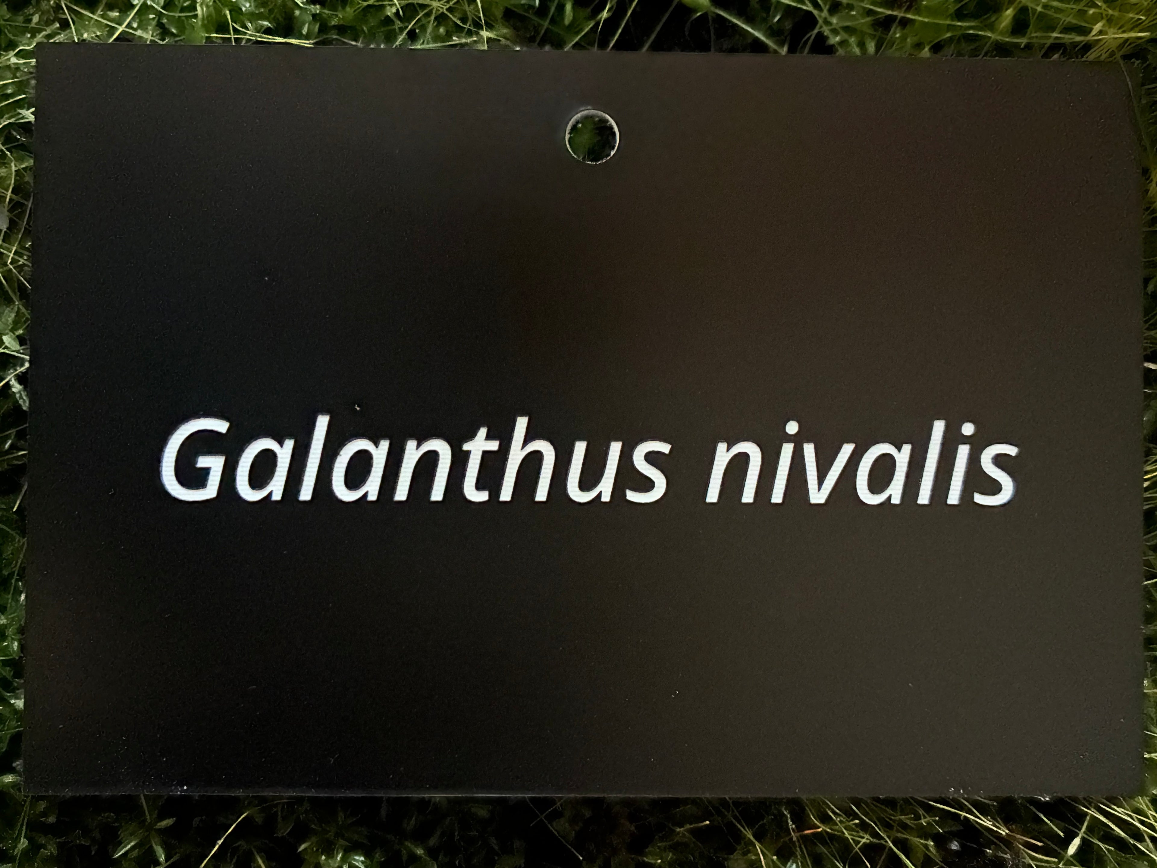 Galanthus nivalis - Plant label