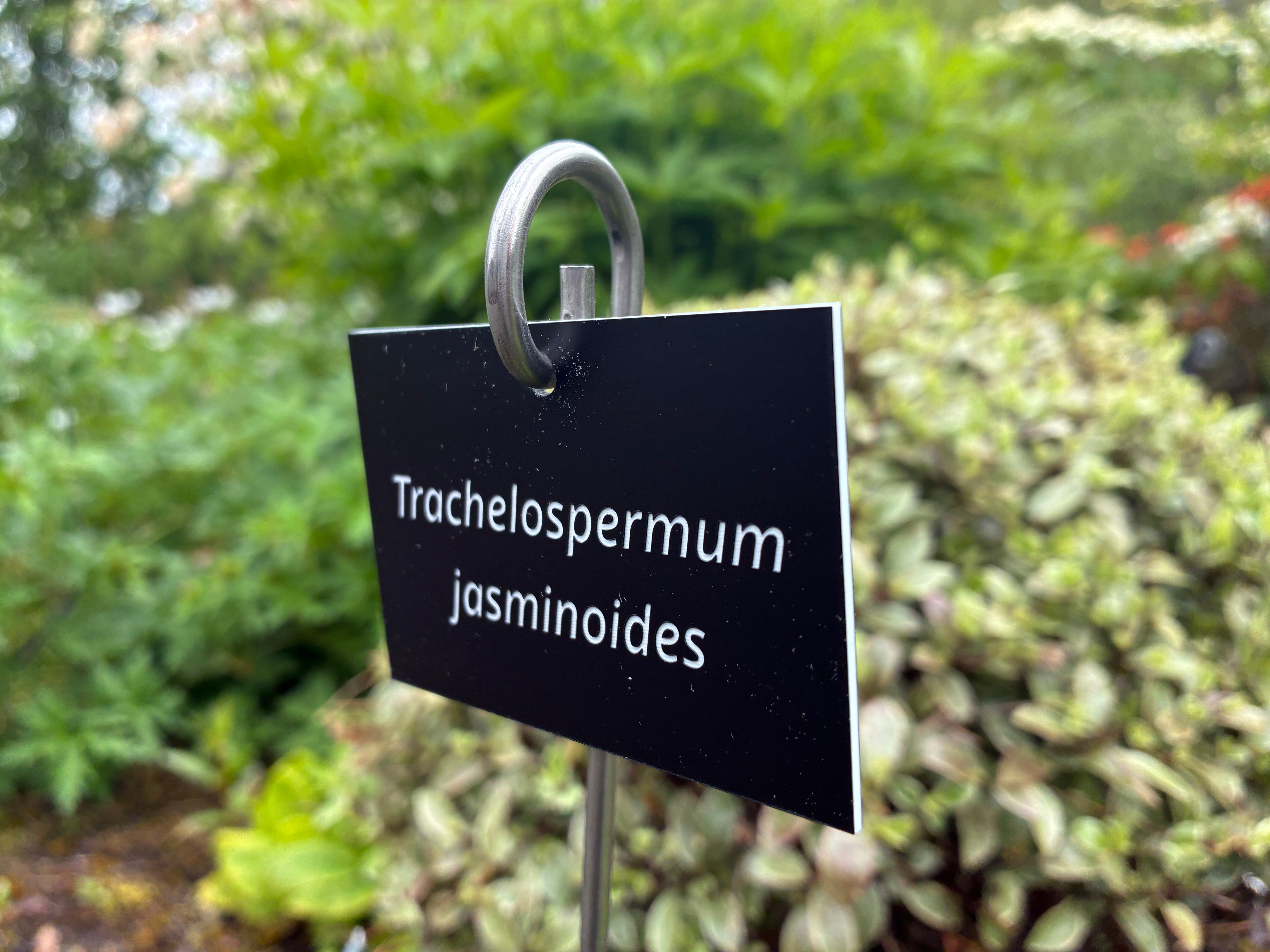 Trachelospermum jasminoides - Plant label